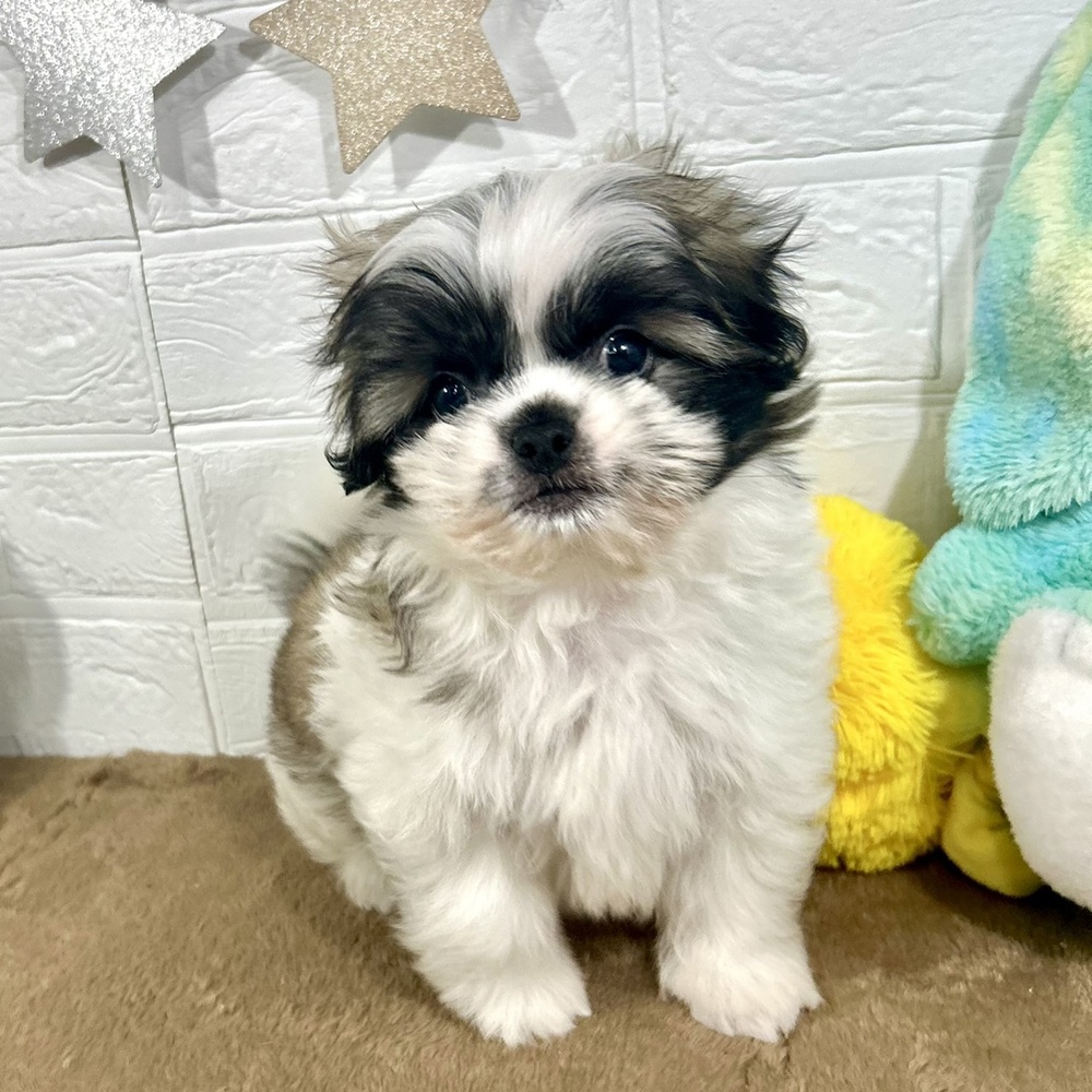兵庫県のペキマル/マルペキ(ペキニーズ×マルチーズ) (犬の家＆猫の里ニッケパークタウン加古川店/2025年9月21日生まれ/男の子/パーティーカラー)の子犬の3枚目の画像