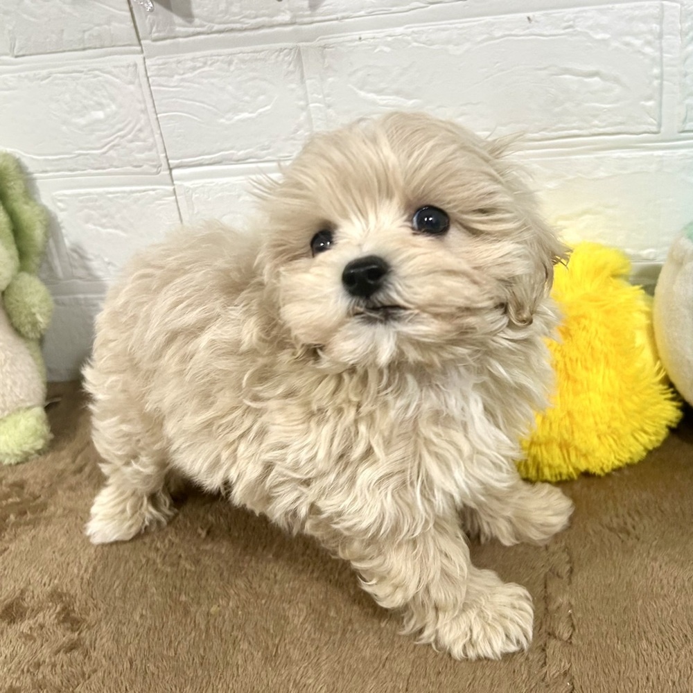 兵庫県のマルプー(マルチーズ×プードル) (犬の家＆猫の里ニッケパークタウン加古川店/2025年9月23日生まれ/女の子/クリーム)の子犬の3枚目の画像