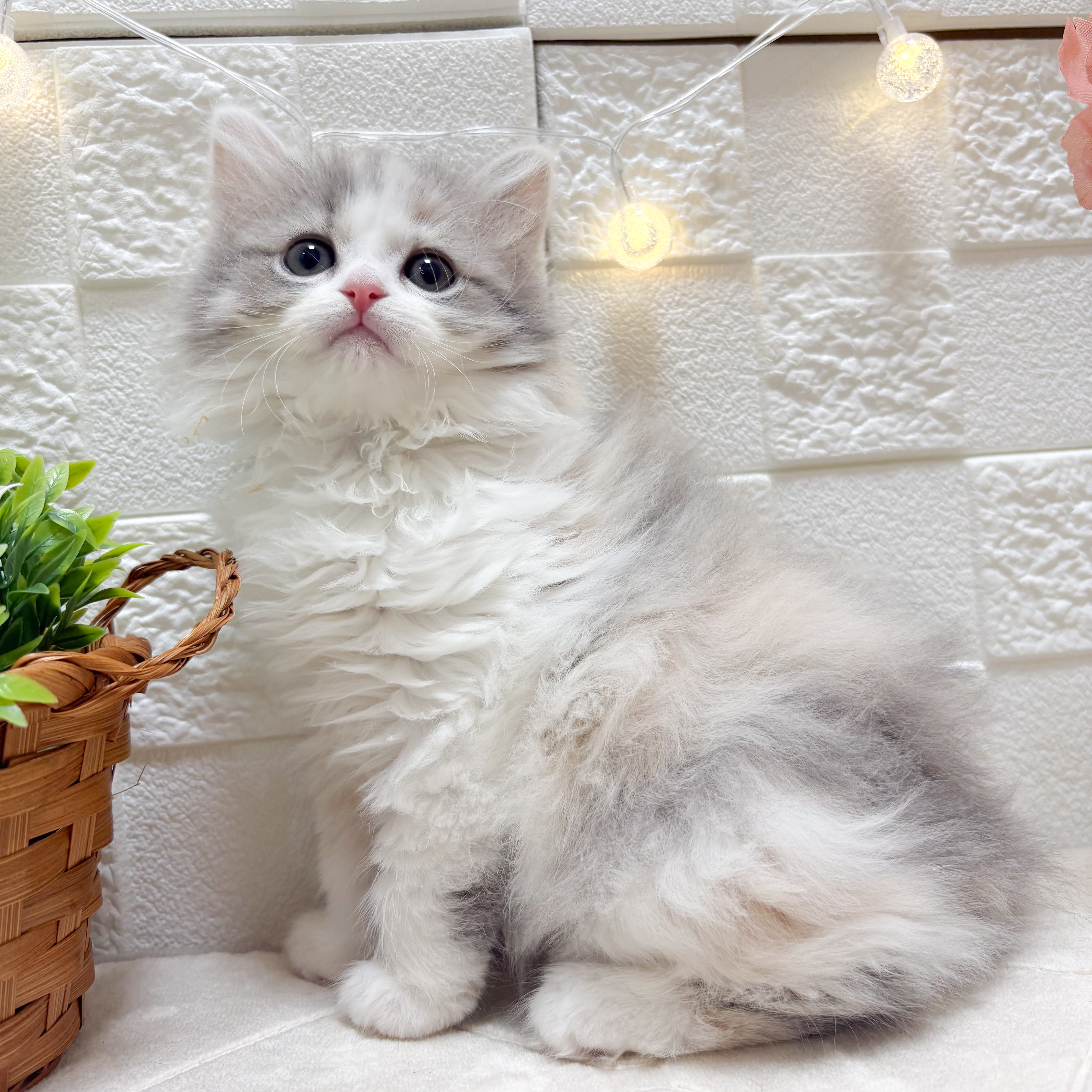 東京都のマンチカン (犬の家＆猫の里ペットフォレスト小平店/2026年1月18日生まれ/女の子/ダイリュートキャリコ)の子猫の3枚目の画像