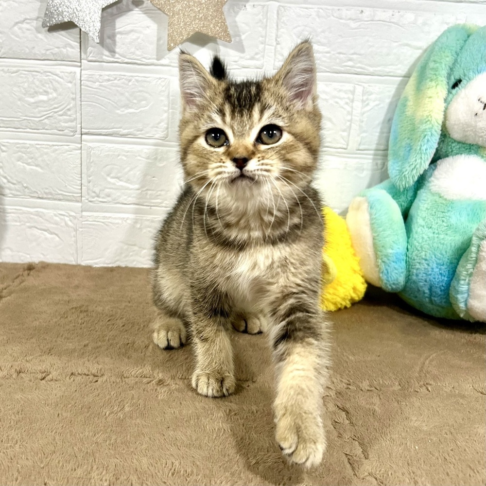 兵庫県のブリティッシュショートヘアー (犬の家＆猫の里ニッケパークタウン加古川店/2025年9月20日生まれ/女の子/ブラウンティックドタビー)の子猫の3枚目の画像