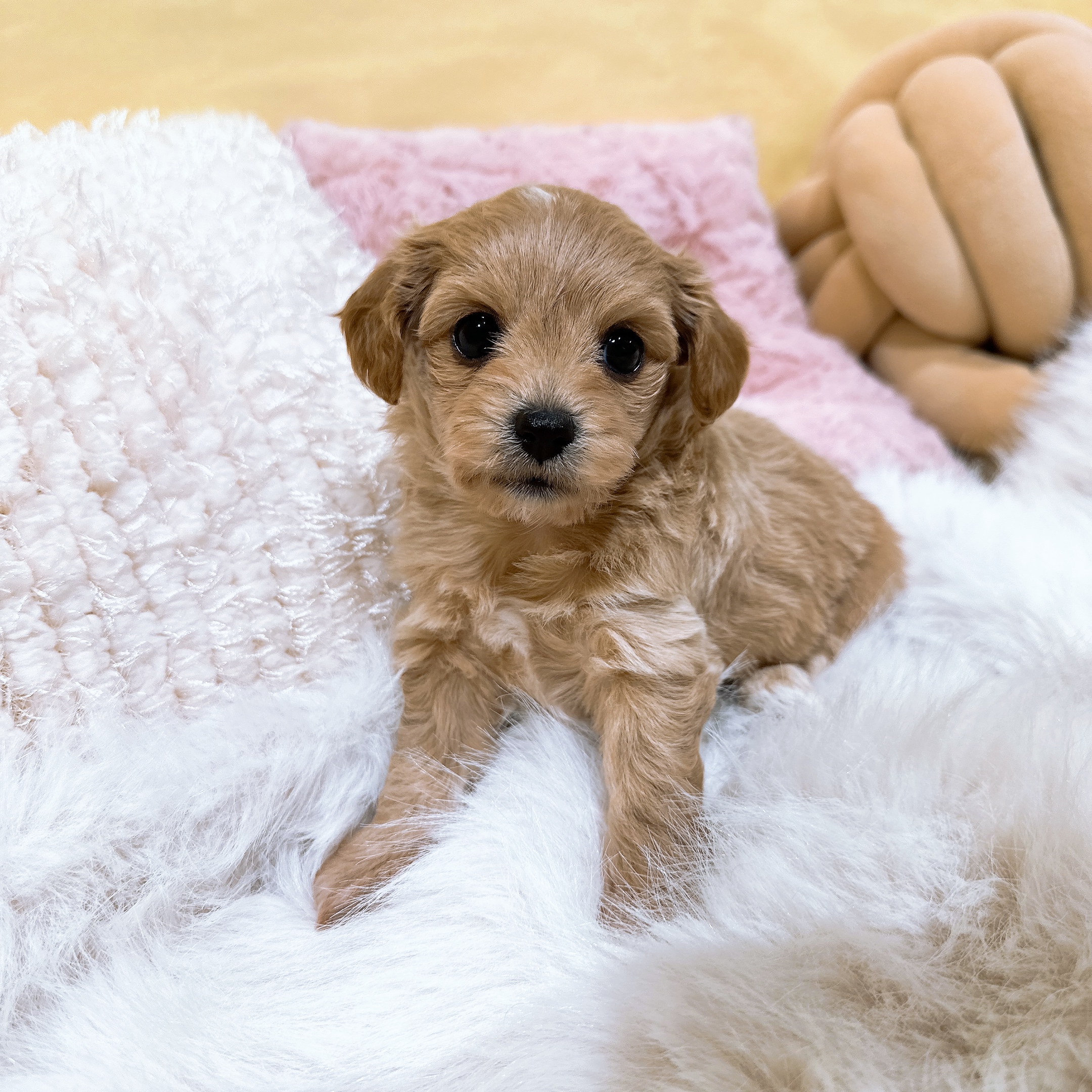 神奈川県のチワプー/プーチー(チワワ×プードル) (犬の家＆猫の里元住吉ブレーメン通り店/2026年1月6日生まれ/女の子/アプリコット)の子犬の3枚目の画像