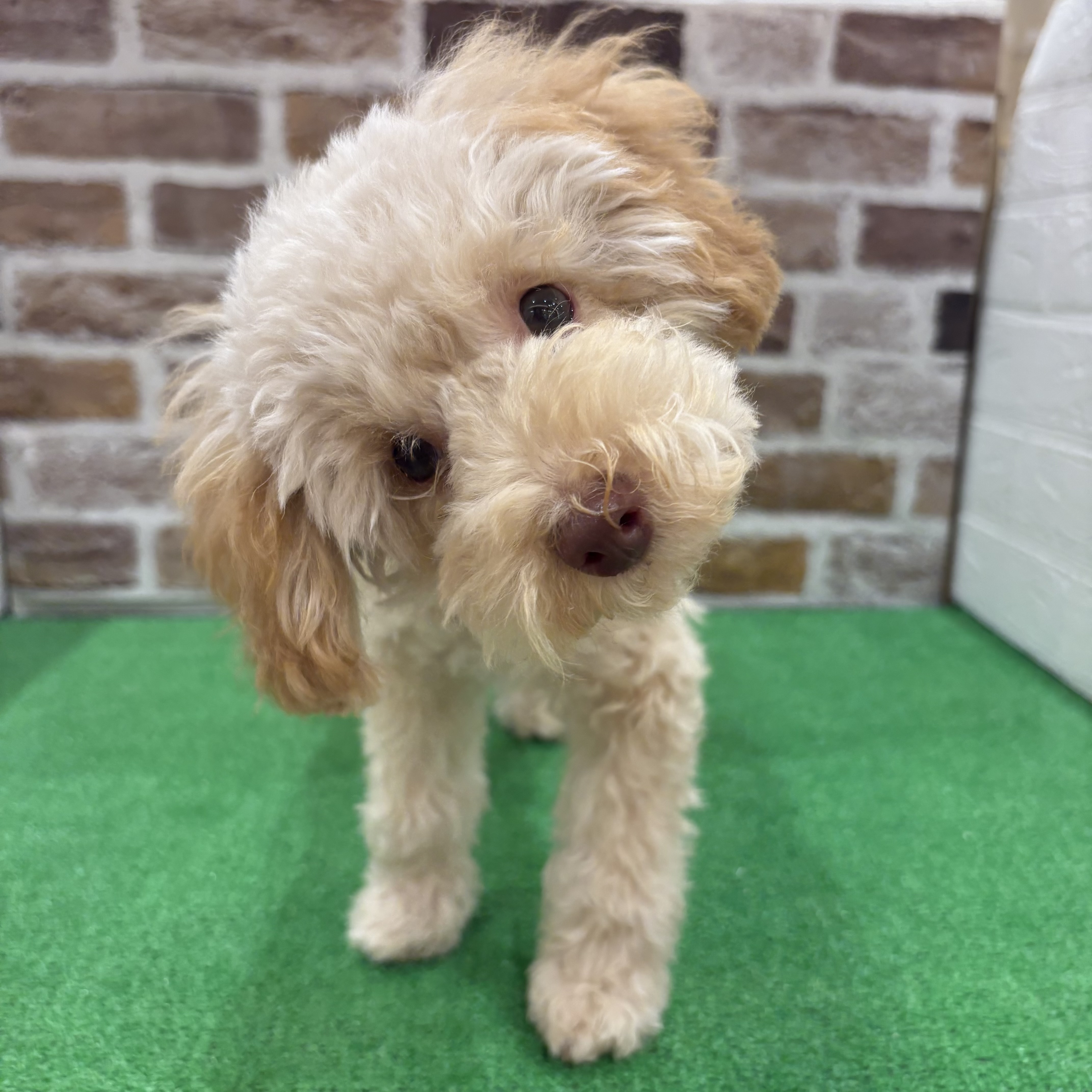 三重県のトイプードル(トイ) (犬の家＆猫の里三重桑名店/2025年5月25日生まれ/女の子/クリーム)の子犬の3枚目の画像