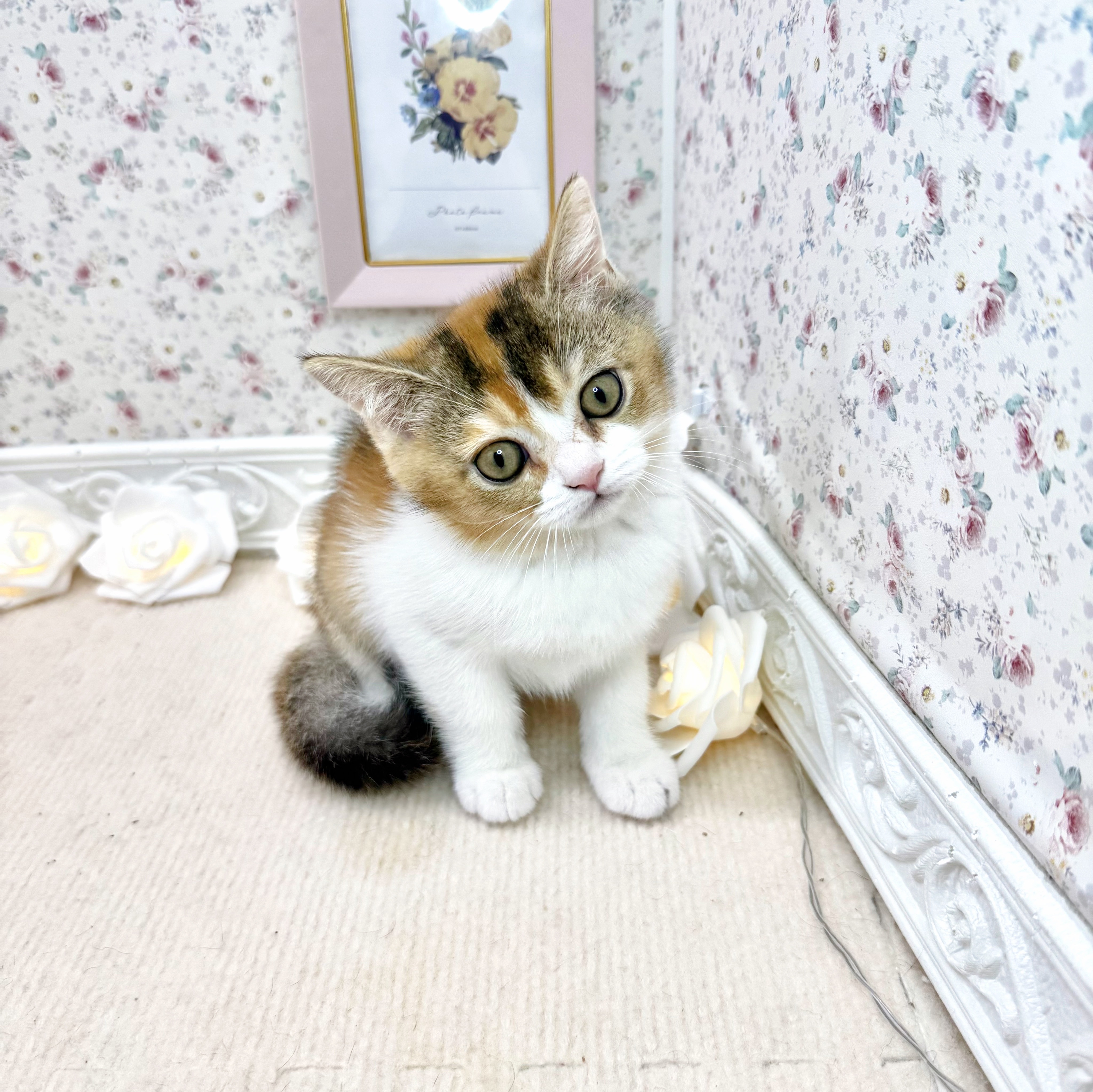 石川県のブリティッシュショートヘアー (犬の家＆猫の里アミーゴ金沢有松店/2025年5月10日生まれ/女の子/ブラウンパッチドティックドタビー＆ホワイト)の子猫の3枚目の画像