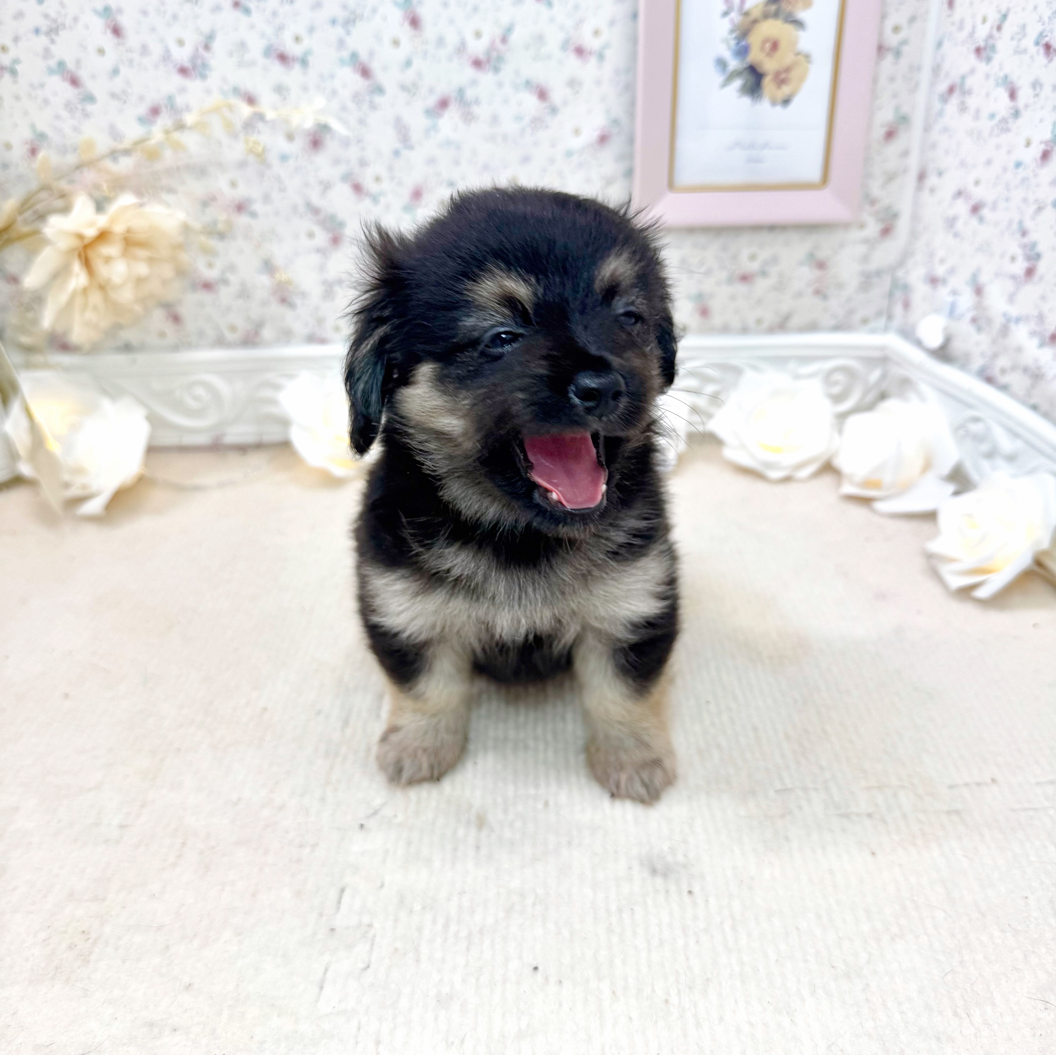石川県のポメックス(ポメラニアン×ダックス) (犬の家＆猫の里アミーゴ金沢有松店/2025年5月11日生まれ/女の子/ブラックタン)の子犬の3枚目の画像