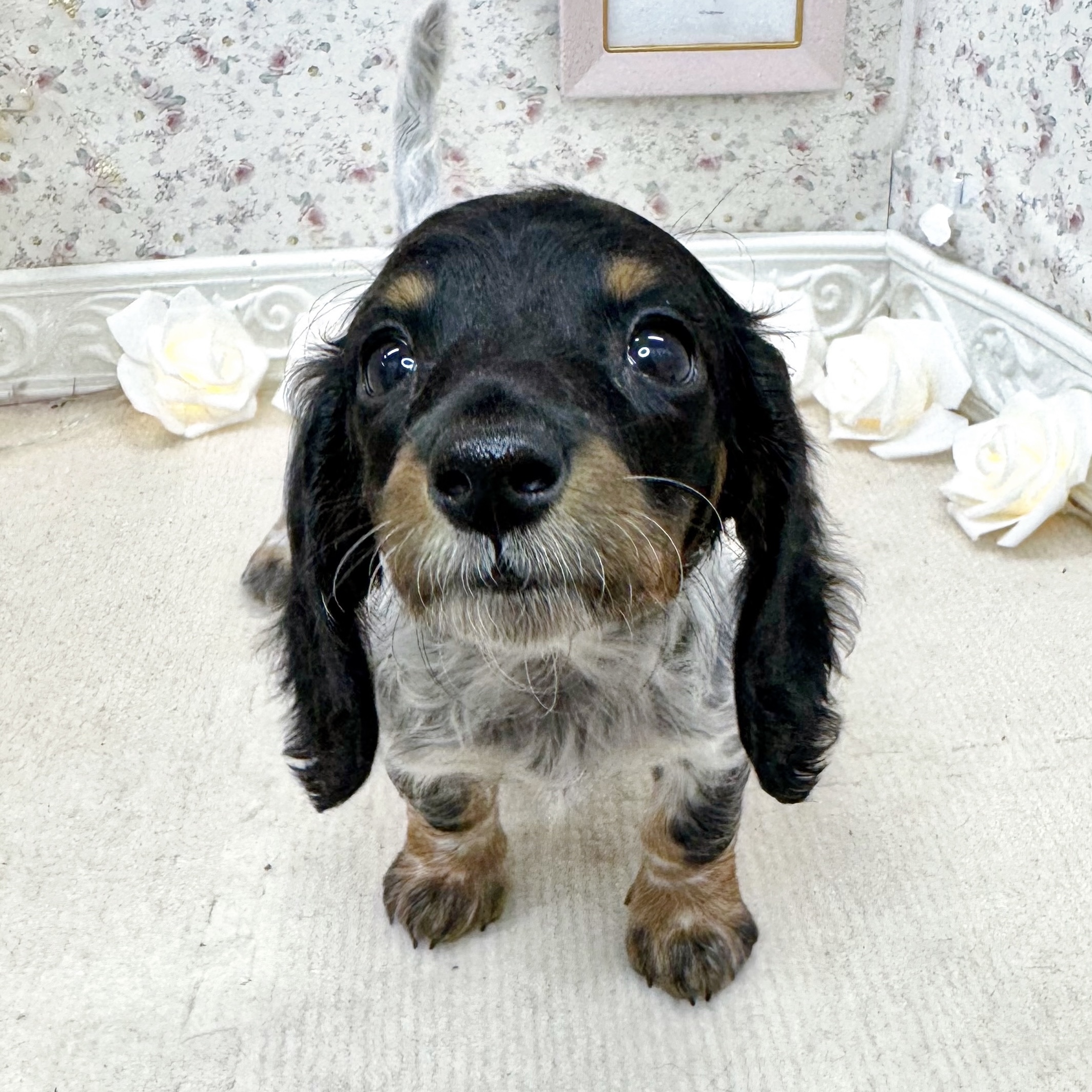 石川県のミニチュアダックスフンド(ロング) (犬の家＆猫の里アミーゴ金沢有松店/2025年5月7日生まれ/女の子/ブラックタンパイボールド)の子犬の3枚目の画像