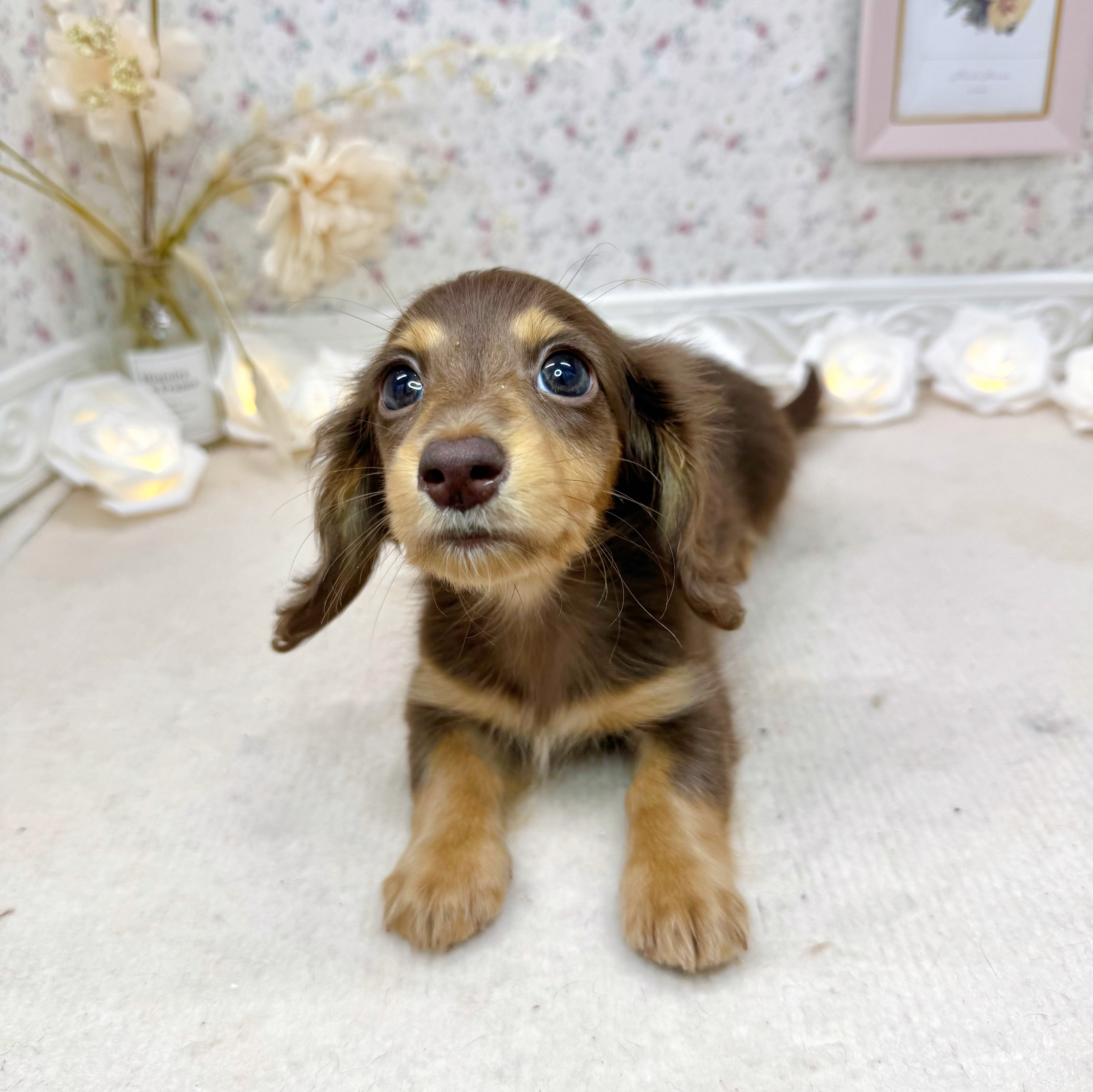 石川県のカニンヘンダックスフンド(ロング) (犬の家＆猫の里アミーゴ金沢有松店/2025年5月14日生まれ/女の子/チョコレートタン)の子犬の3枚目の画像