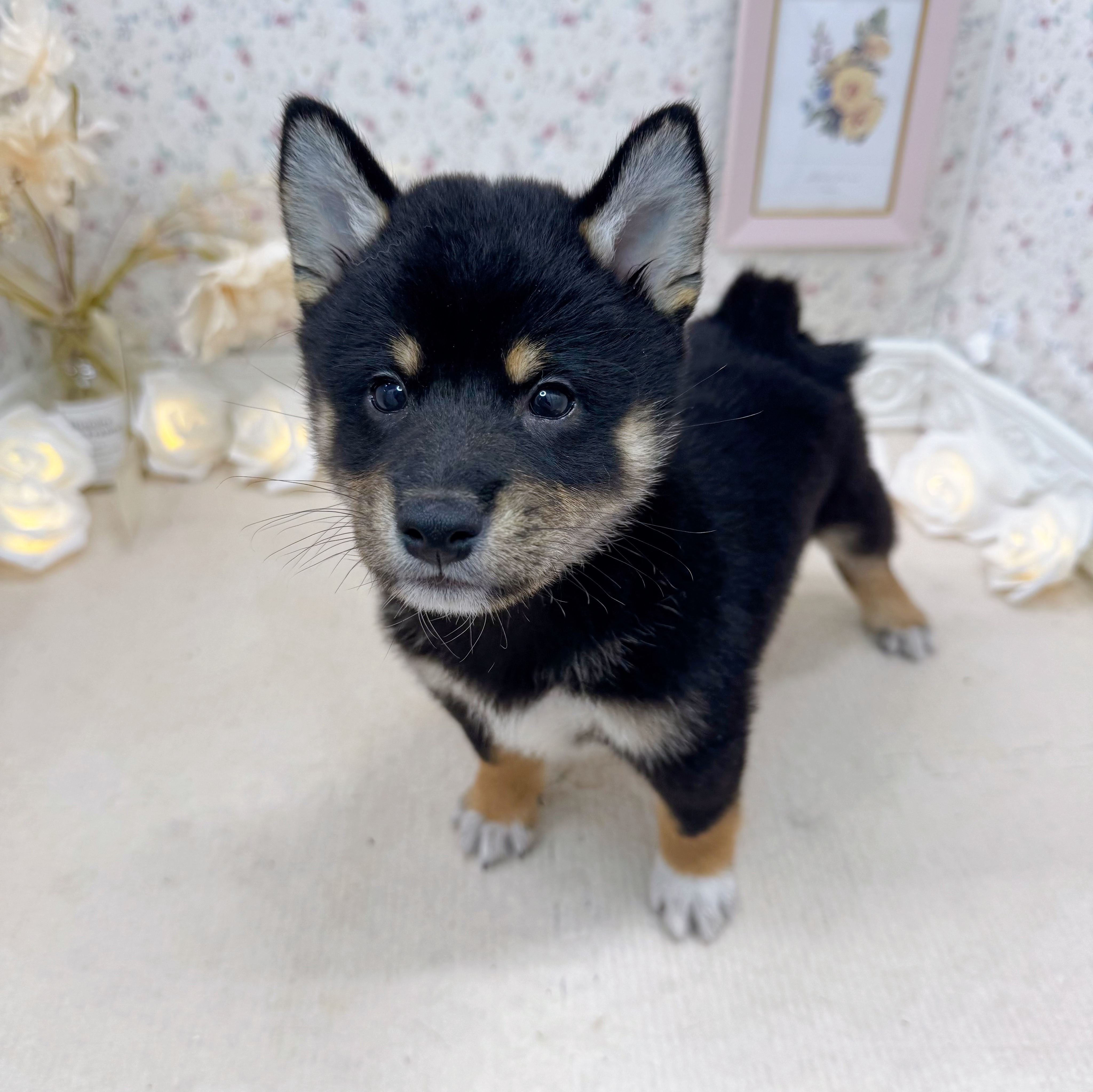 石川県の柴犬(標準サイズ) (犬の家＆猫の里アミーゴ金沢有松店/2025年5月11日生まれ/男の子/黒)の子犬の3枚目の画像
