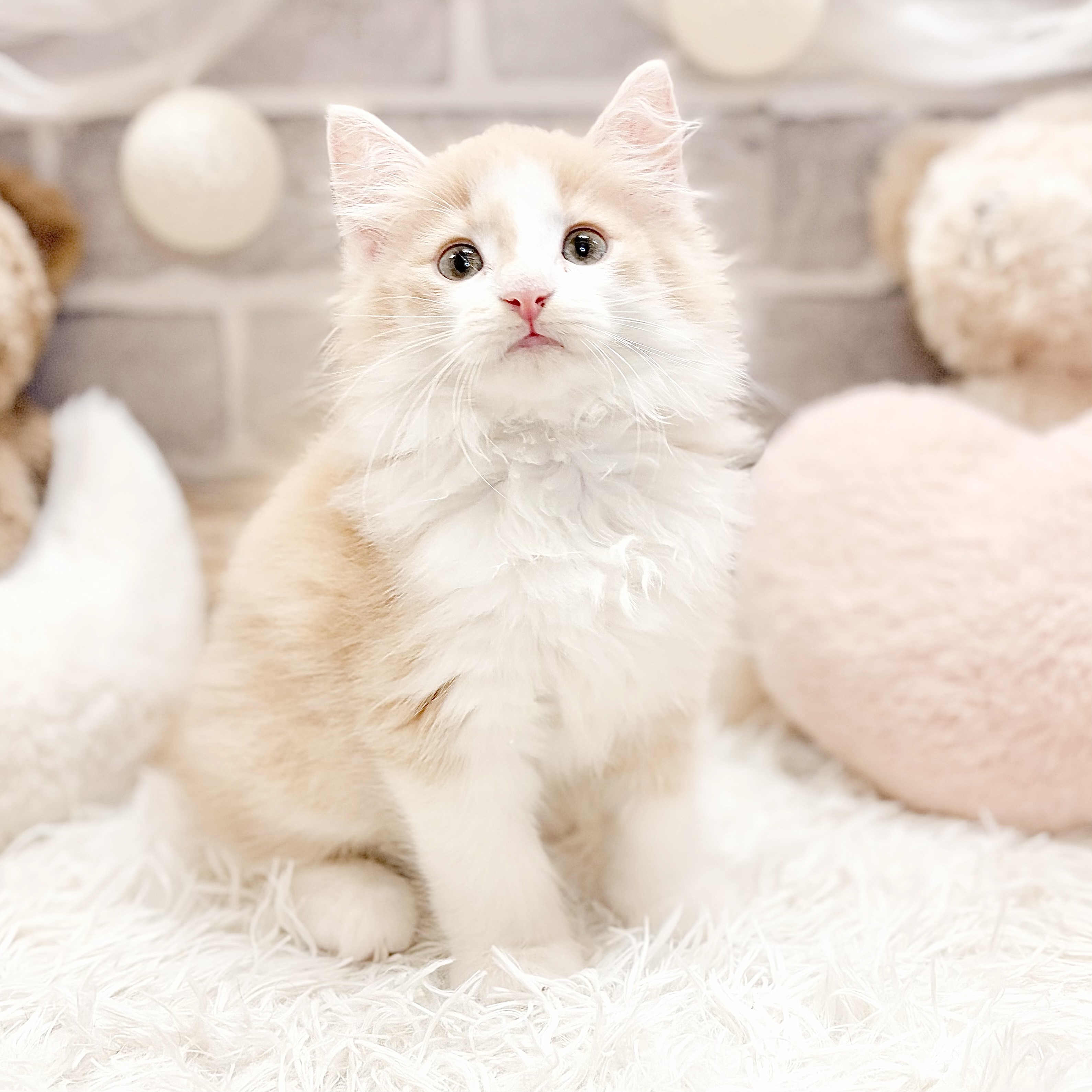 兵庫県のノルウェージャンフォレストキャット (犬の家＆猫の里神戸店/2026年8月6日生まれ/男の子/クリームタビーホワイト)の子猫の3枚目の画像