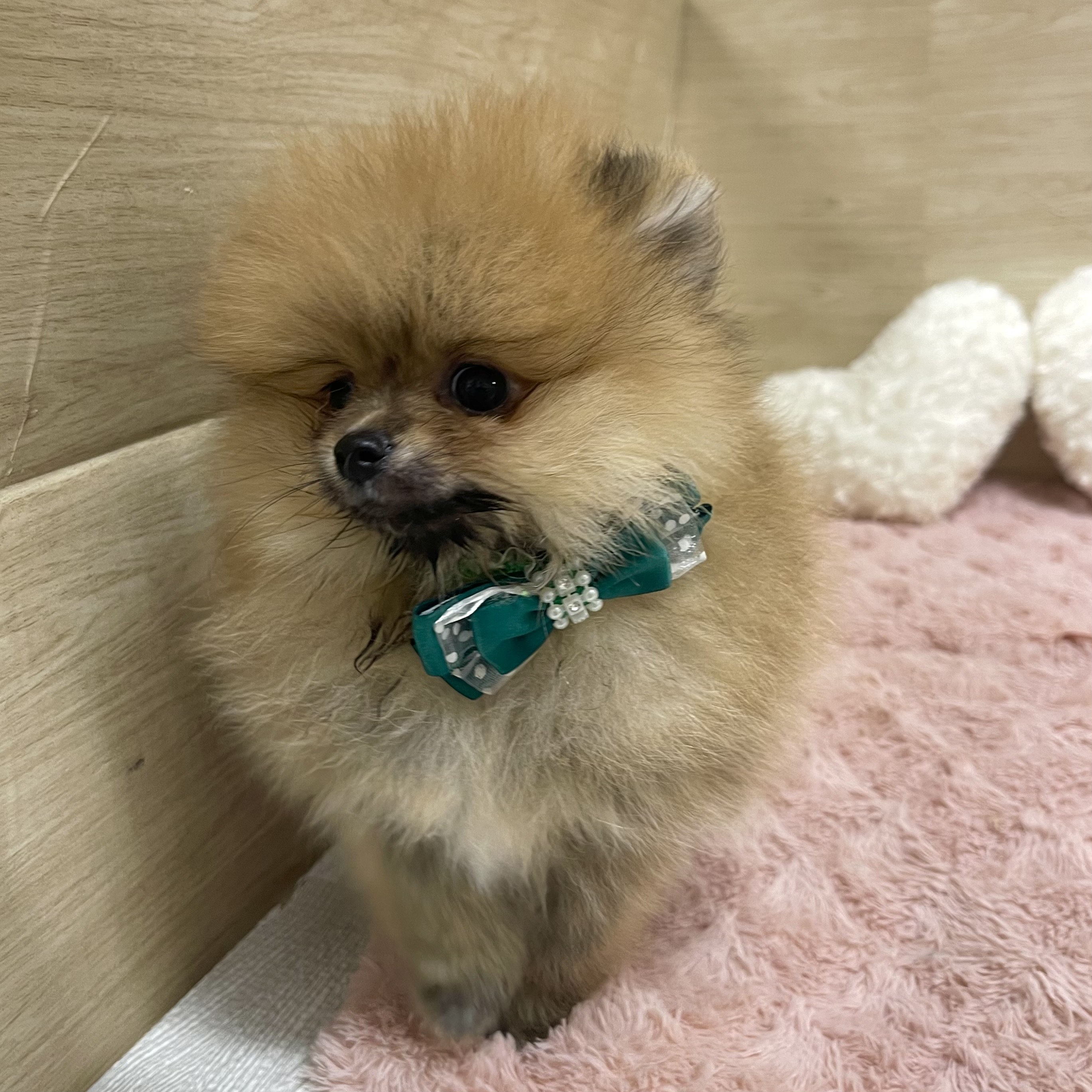 大阪府のポメラニアン (犬の家＆猫の里そよら東岸和田店/2025年6月11日生まれ/男の子/オレンジ)の子犬の3枚目の画像