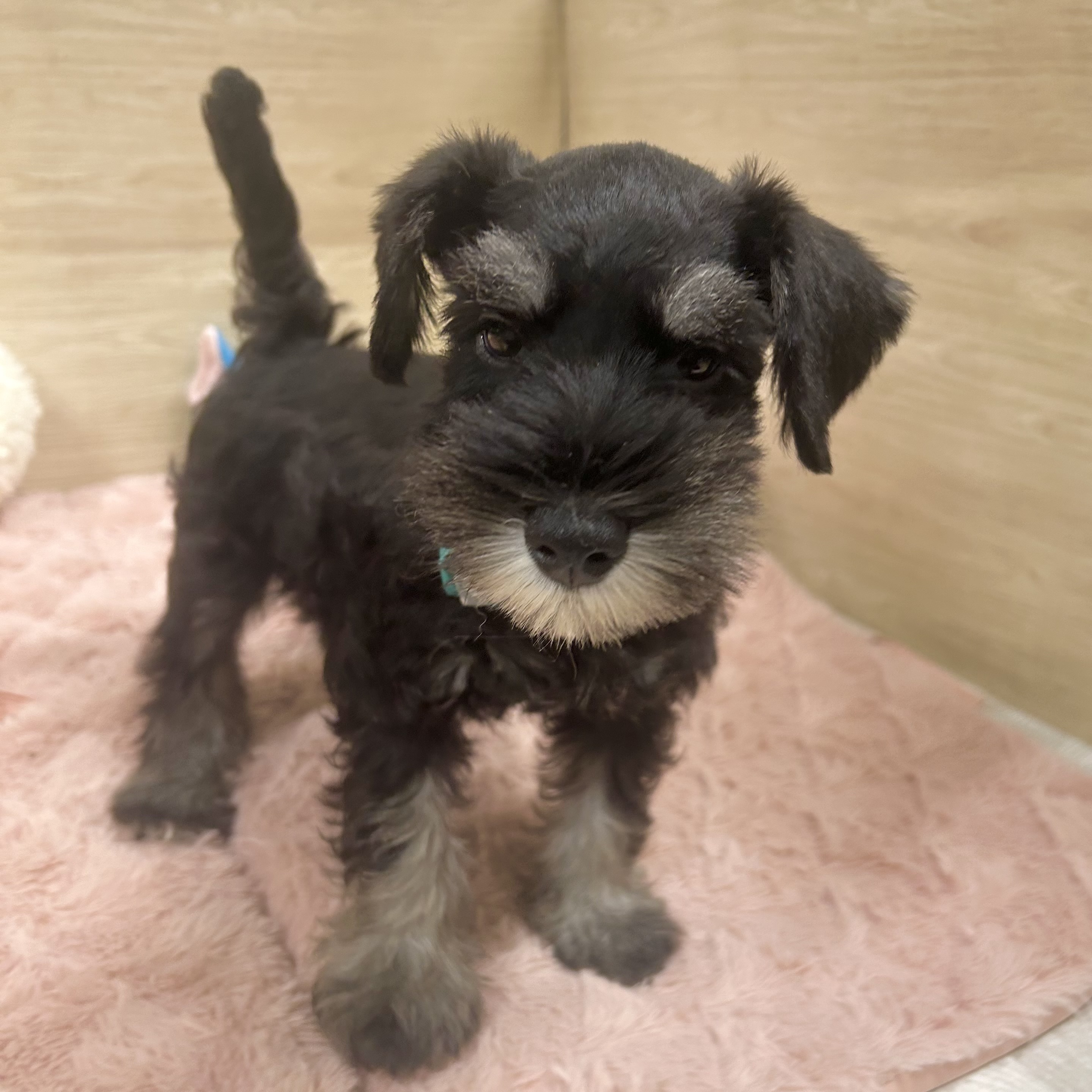 大阪府のミニチュアシュナウザー (犬の家＆猫の里そよら東岸和田店/2025年5月20日生まれ/男の子/ブラックシルバー)の子犬の3枚目の画像