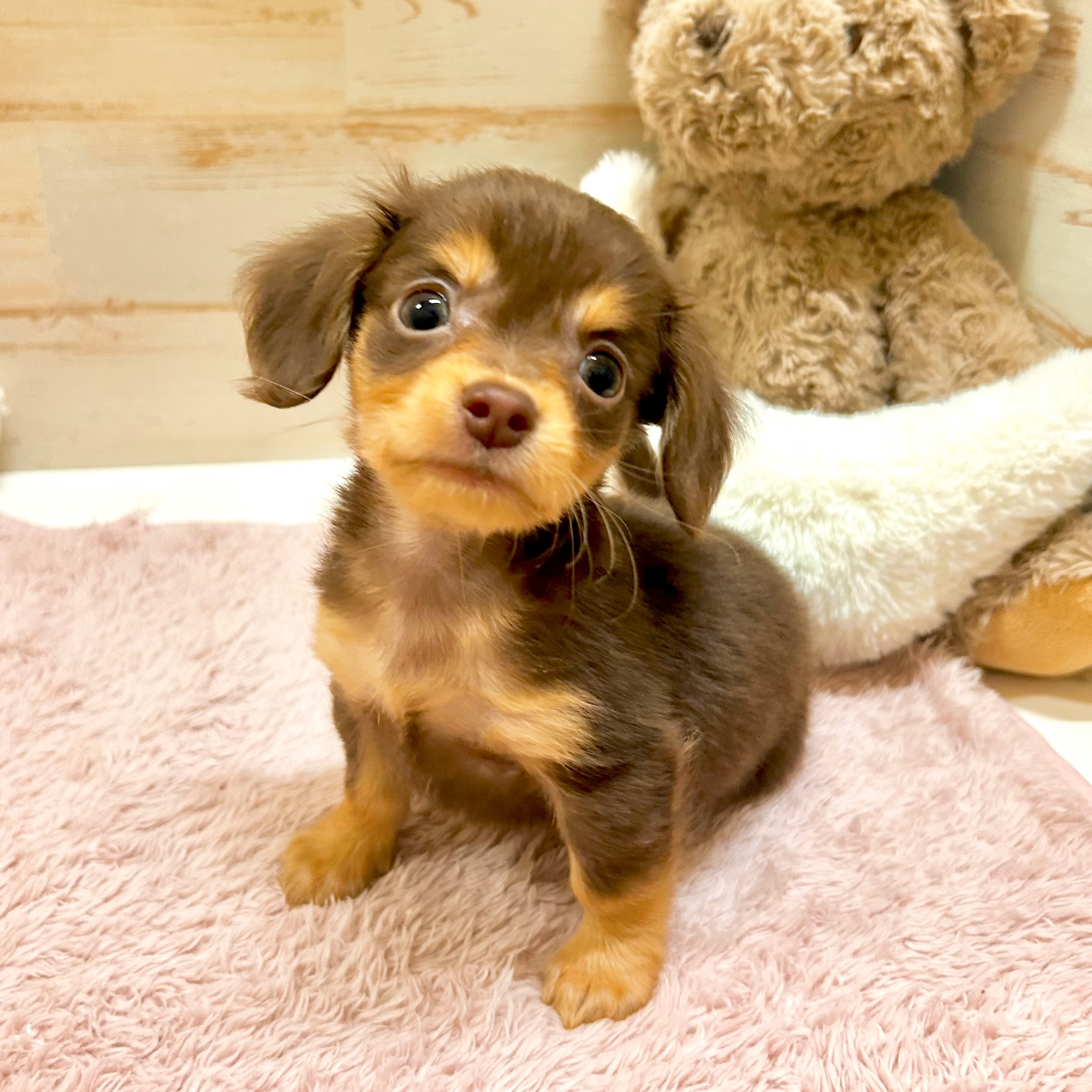 兵庫県のチワックス(チワワ×ダックス) (犬の家＆猫の里神戸店/2025年12月20日生まれ/男の子/チョコレートタン)の子犬の3枚目の画像