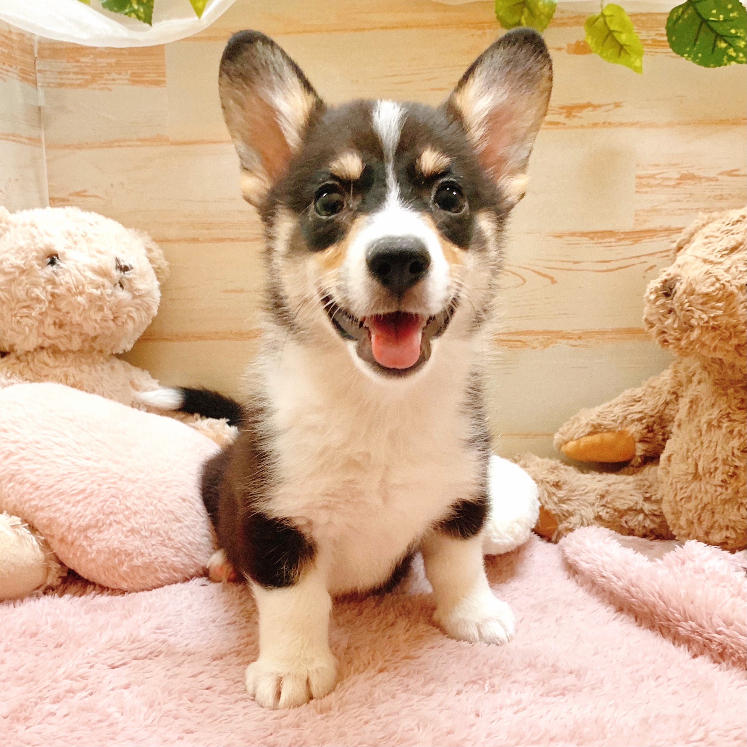兵庫県のウェルシュコーギーペンブローク (犬の家＆猫の里神戸店/2025年7月16日生まれ/女の子/ブラックタンホワイト)の子犬の3枚目の画像