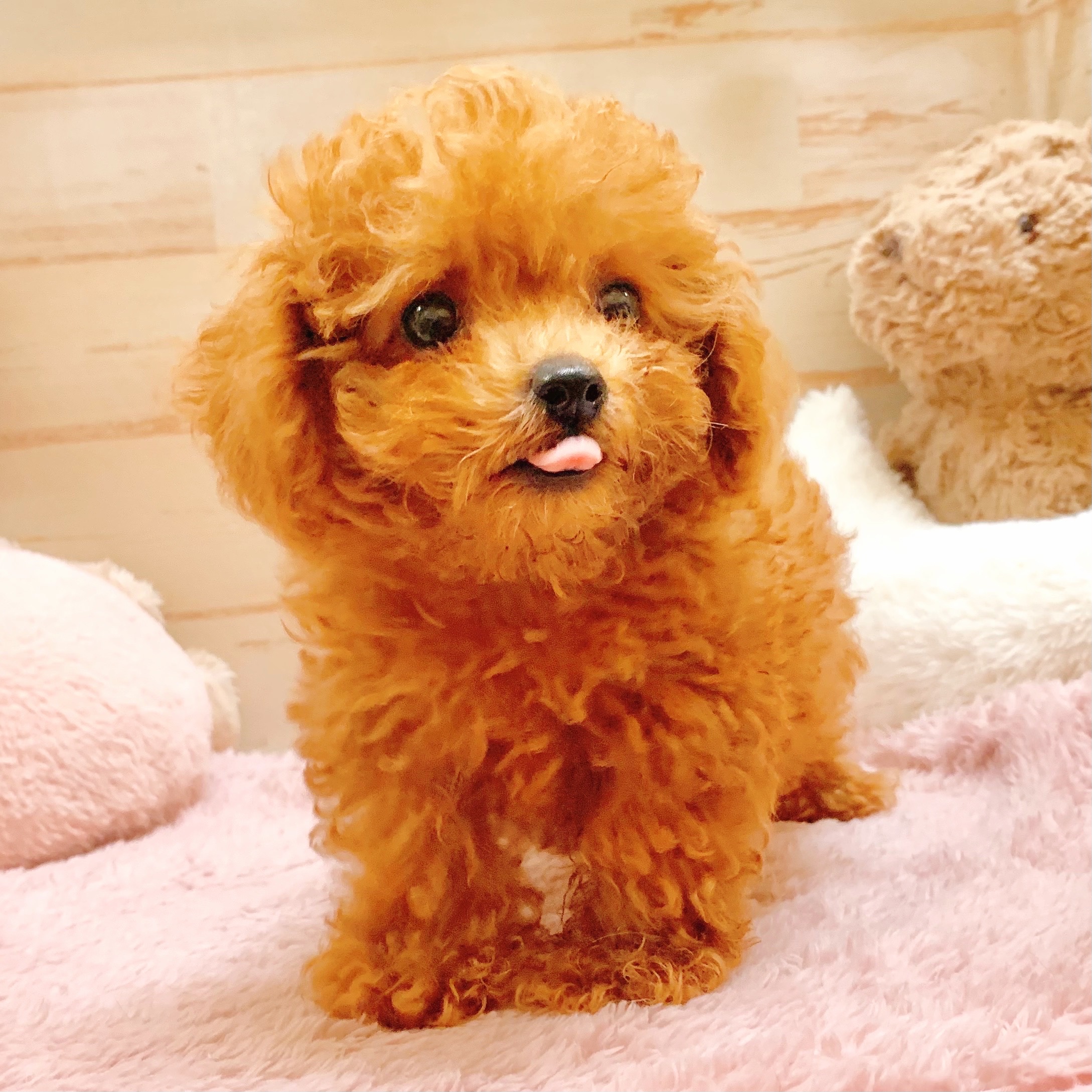 兵庫県のティーカッププードル (犬の家＆猫の里神戸店/2025年7月20日生まれ/男の子/レッドフォーン)の子犬の3枚目の画像