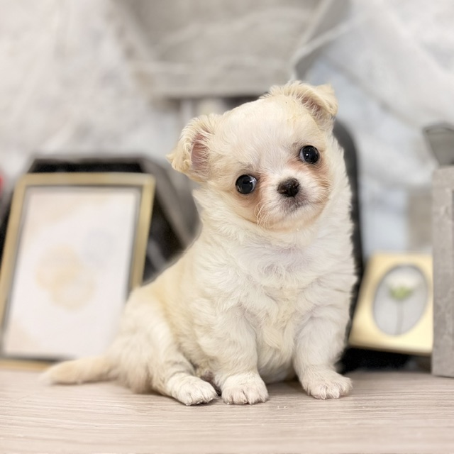 千葉県のチワワ(ロング) (犬の家＆猫の里ワンズモール稲毛店/2026年7月20日生まれ/男の子/クリームホワイト)の子犬の1枚目の画像