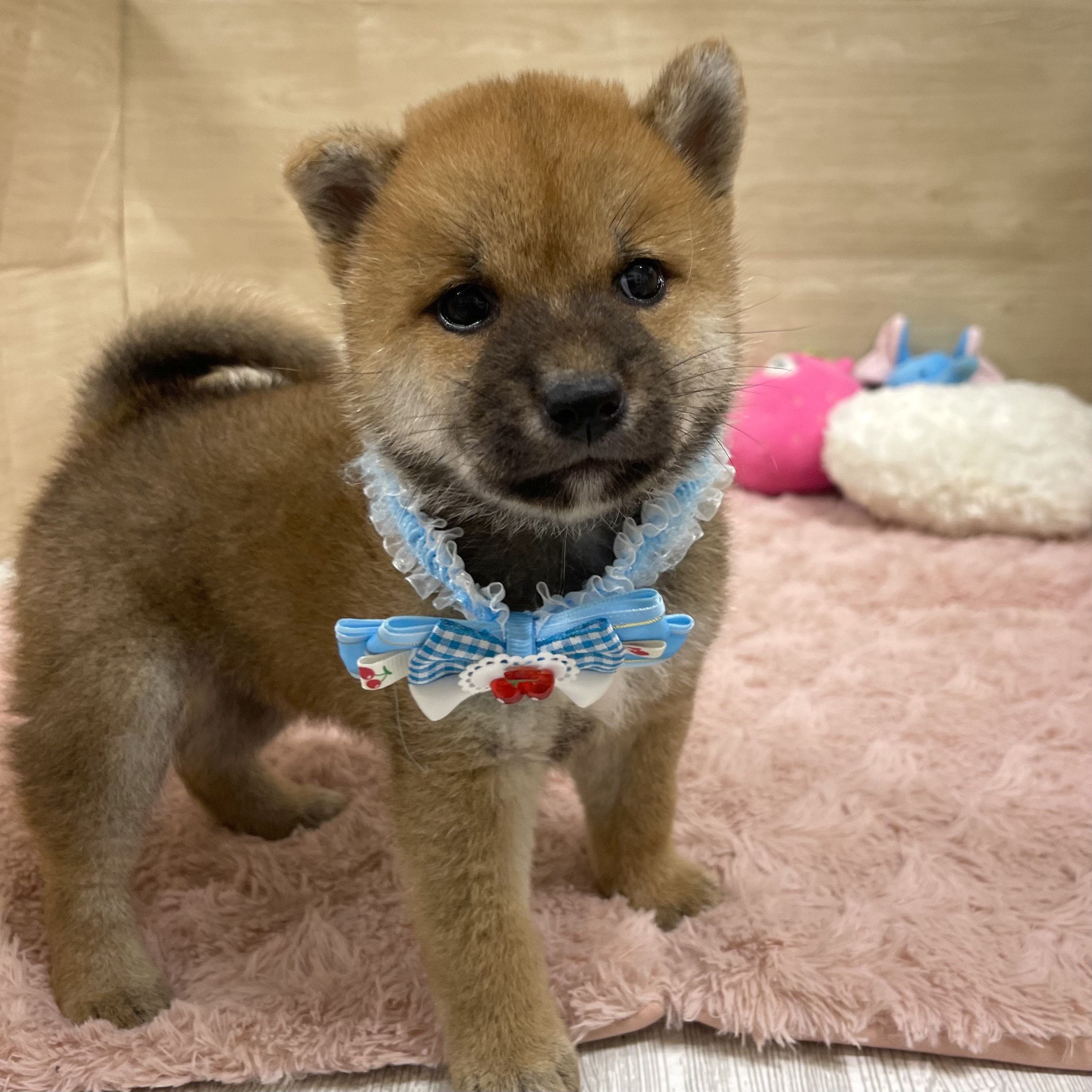 大阪府の柴犬(標準サイズ) (犬の家＆猫の里そよら東岸和田店/2025年6月12日生まれ/女の子/赤)の子犬の3枚目の画像