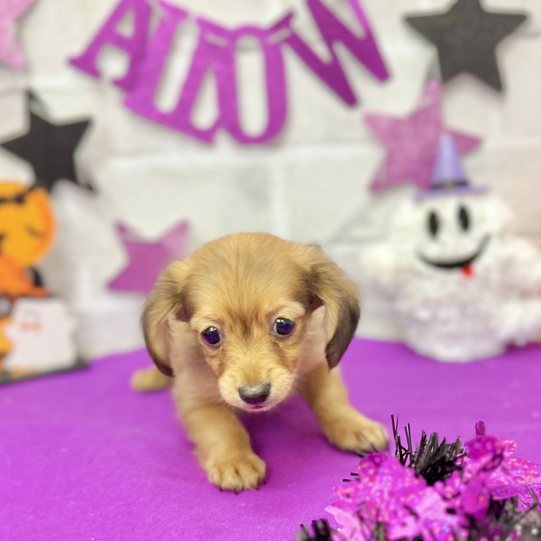 静岡県のチワックス(チワワ×ダックス) (犬の家＆猫の里プレ葉ウォーク浜北店/2025年8月10日生まれ/男の子/レッド)の子犬の3枚目の画像