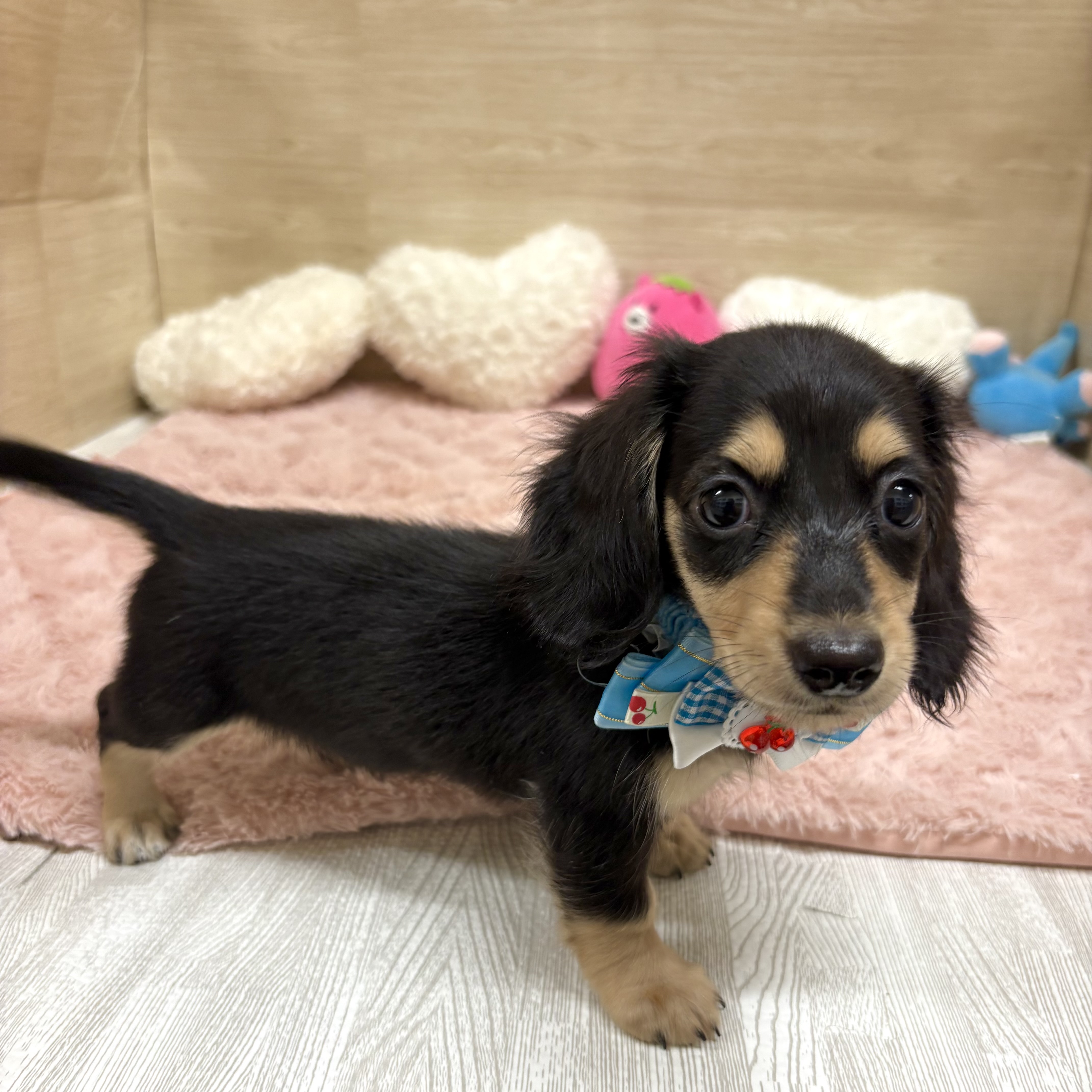 兵庫県のミニチュアダックスフンド(ロング) (犬の家＆猫の里ゆめタウン姫路店/2025年6月1日生まれ/女の子/ブラックタン)の子犬の3枚目の画像