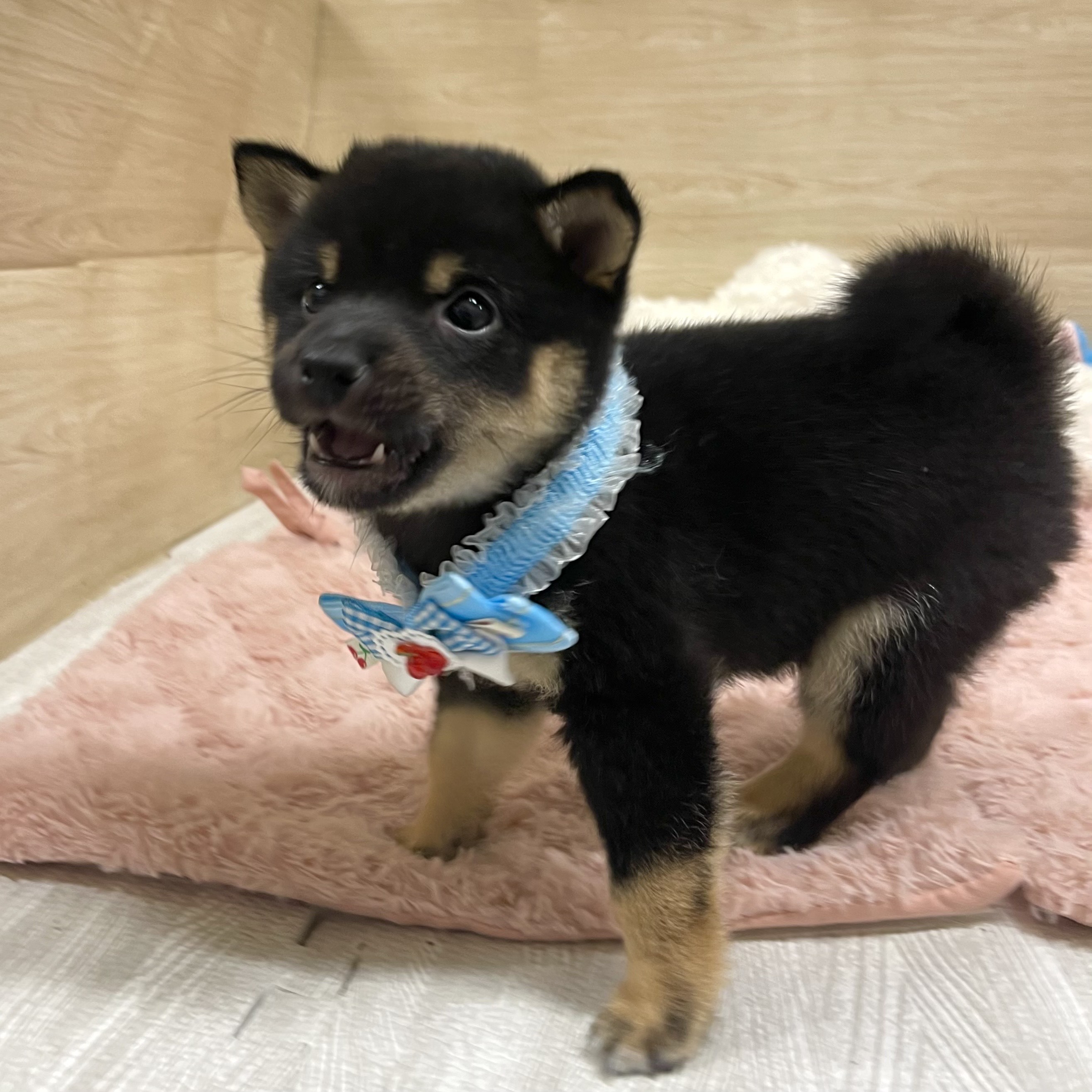大阪府の豆柴 (犬の家＆猫の里そよら東岸和田店/2025年6月11日生まれ/男の子/黒)の子犬の3枚目の画像
