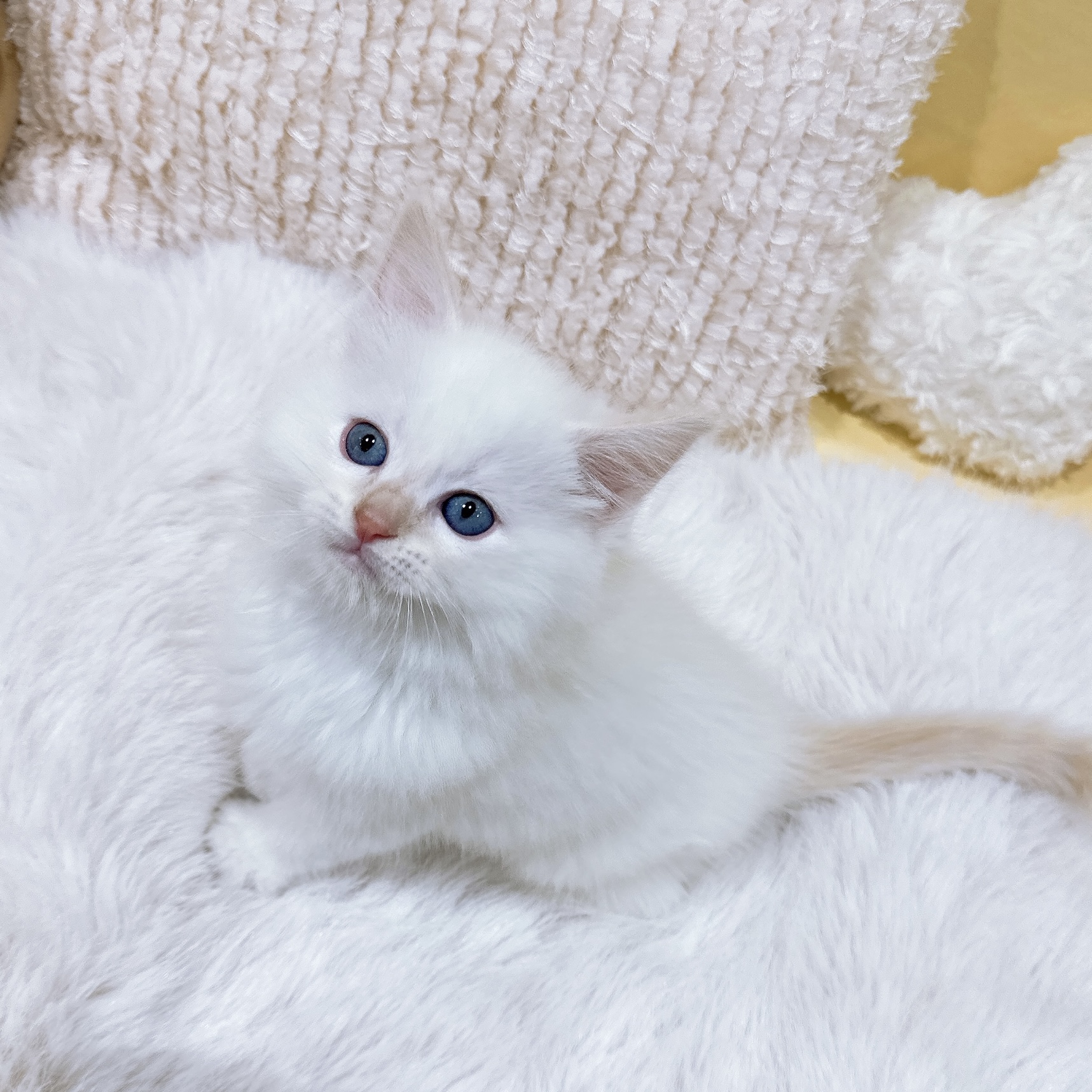 神奈川県のラグドール (犬の家＆猫の里元住吉ブレーメン通り店/2026年1月13日生まれ/男の子/レッドポイント)の子猫の3枚目の画像