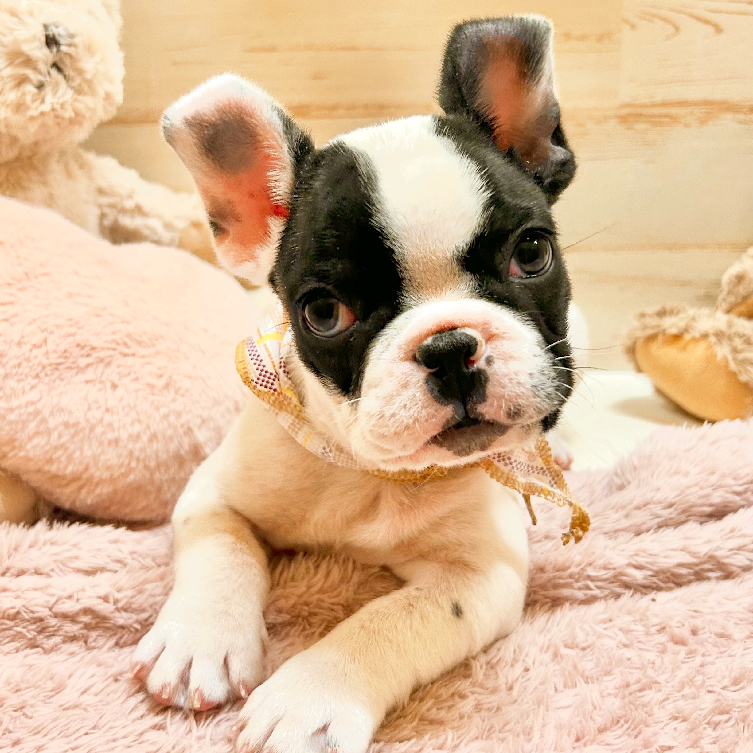 兵庫県のフレンチブルドッグ (犬の家＆猫の里神戸店/2025年12月20日生まれ/男の子/パイド)の子犬の3枚目の画像