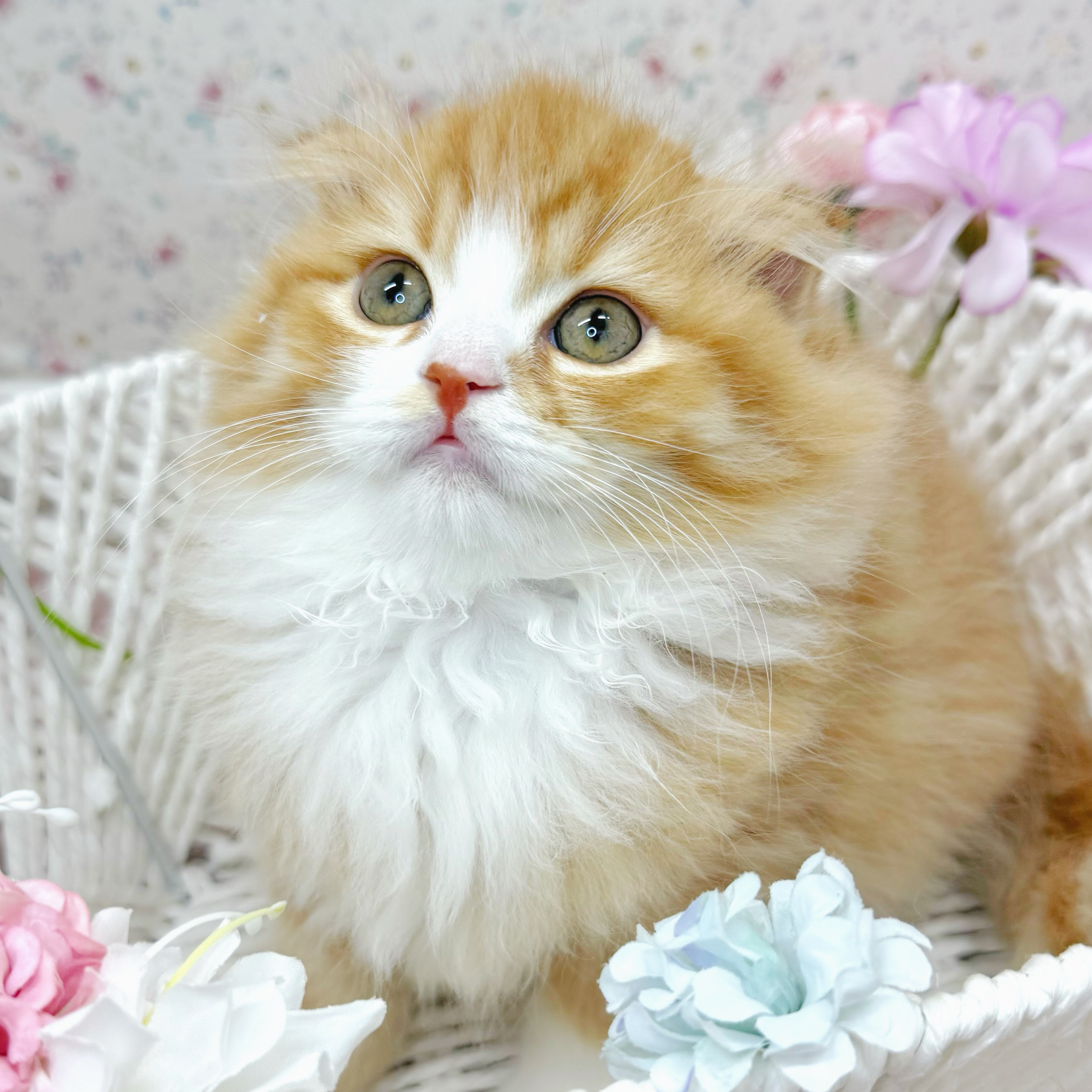 石川県のスコティッシュフォールド (犬の家＆猫の里アミーゴ金沢有松店/2025年10月25日生まれ/女の子/レッドタビーホワイト)の子猫の3枚目の画像