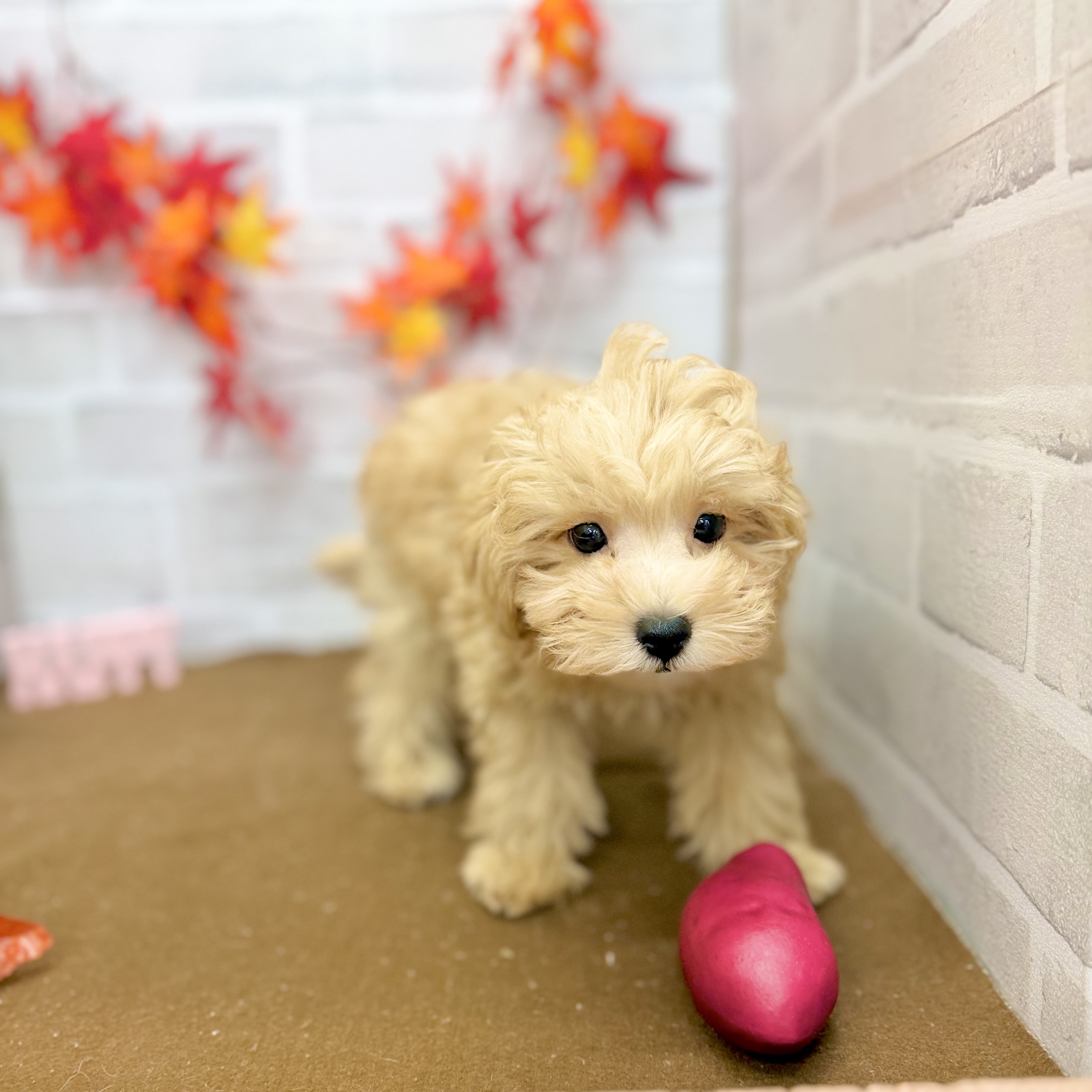 静岡県のマルプー(マルチーズ×プードル) (犬の家＆猫の里プレ葉ウォーク浜北店/2025年8月15日生まれ/男の子/アプリコット)の子犬の3枚目の画像