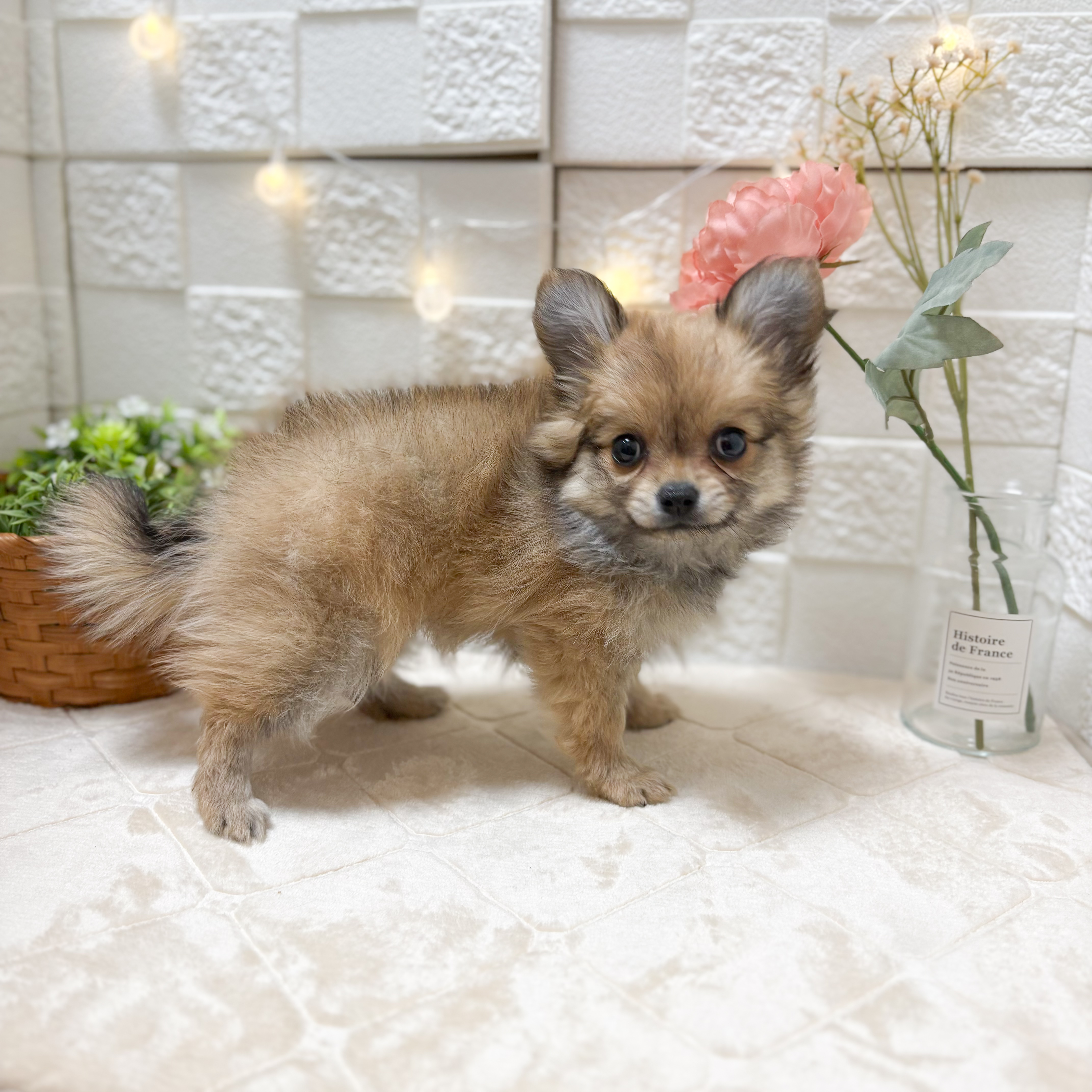 東京都のポメチワ/チワポメ/ポメチー(ポメラニアン×チワワ) (犬の家＆猫の里ペットフォレスト小平店/2026年1月23日生まれ/女の子/オレンジ)の子犬の3枚目の画像