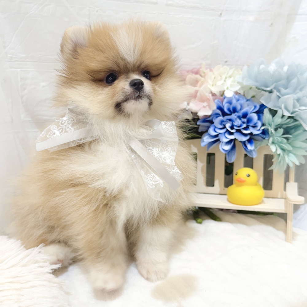 静岡県のポメラニアン (犬の家＆猫の里富士店/2025年3月29日生まれ/男の子/オレンジホワイト)の子犬の3枚目の画像