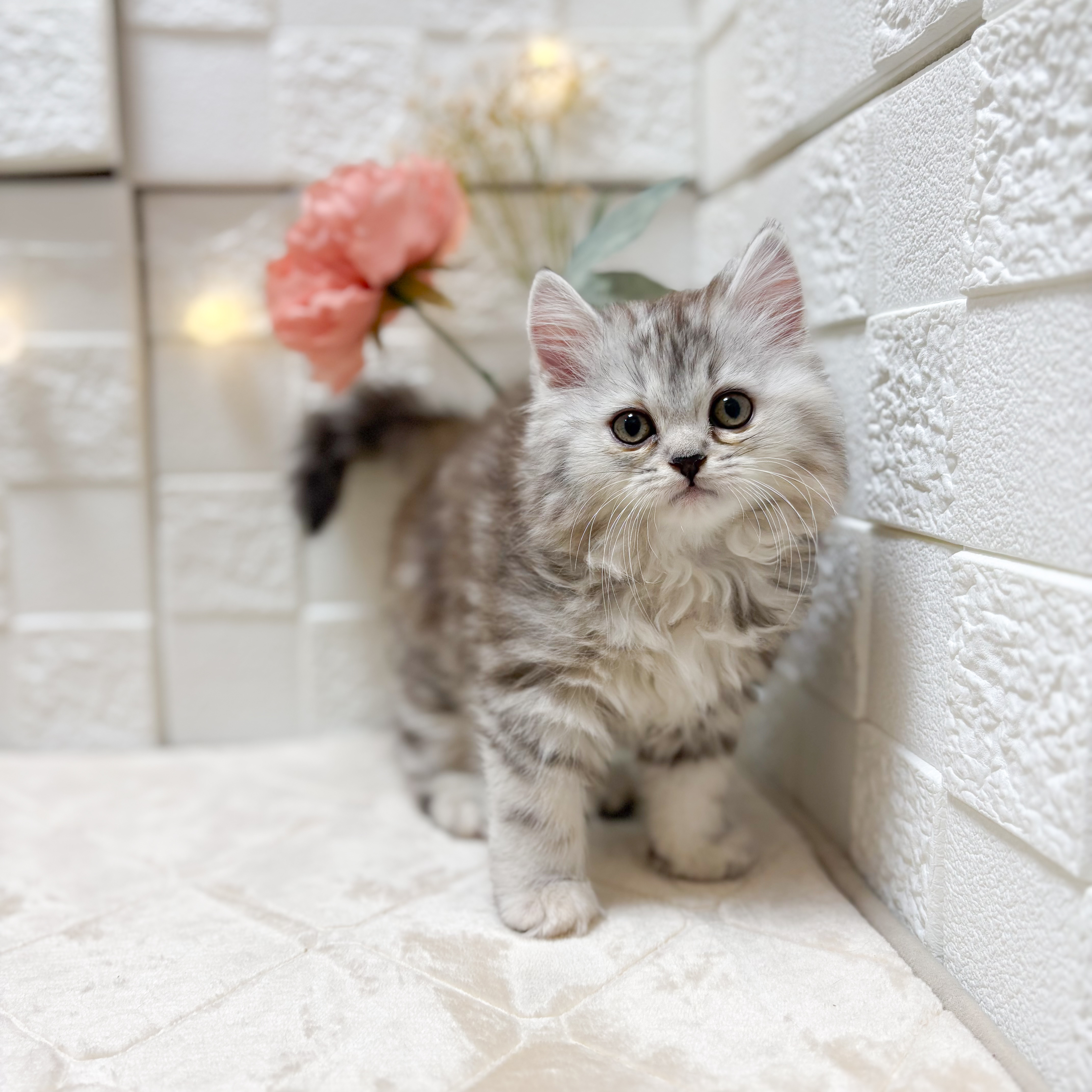 東京都のスコティッシュフォールド (犬の家＆猫の里ペットフォレスト小平店/2026年1月25日生まれ/女の子/シルバータビー)の子猫の1枚目の画像