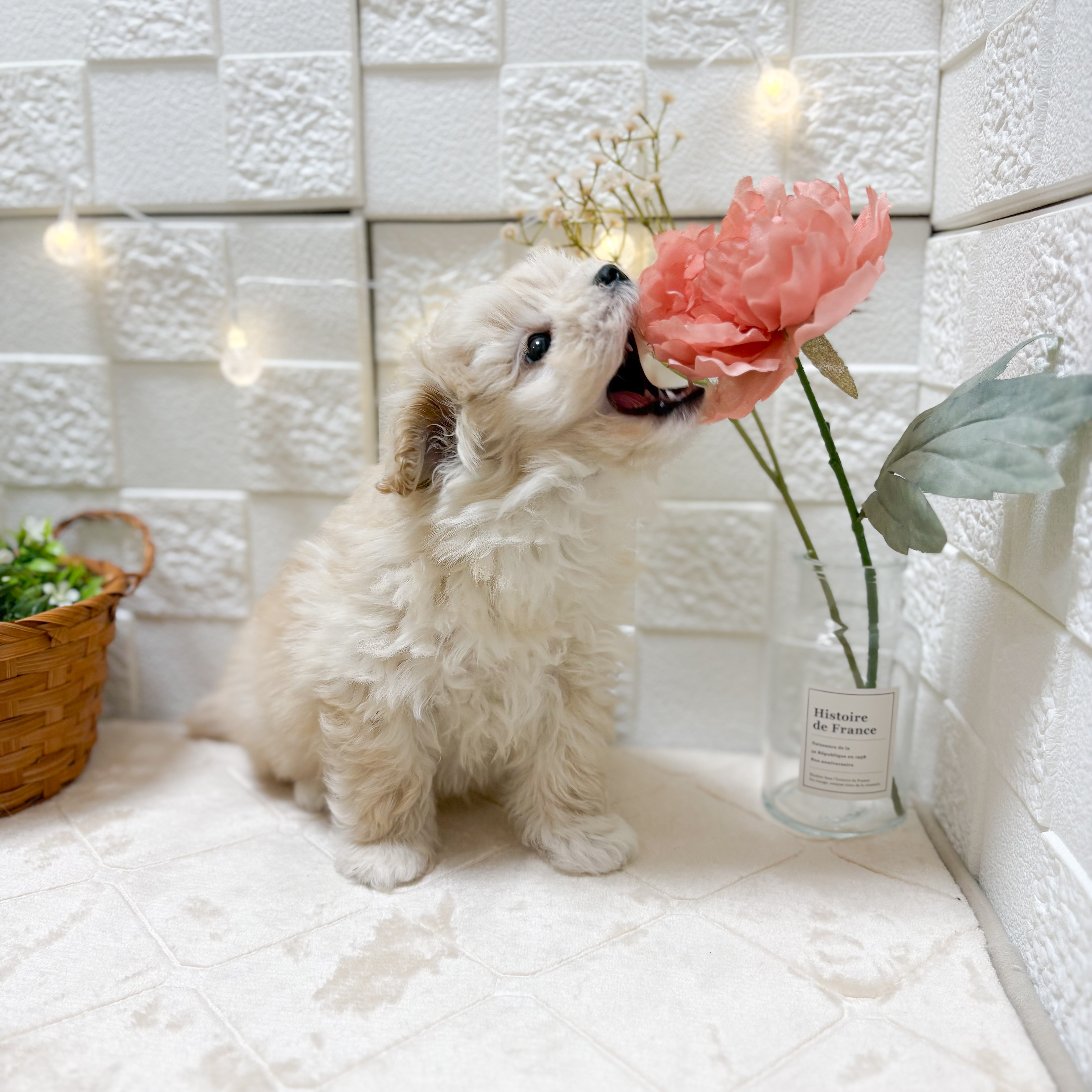 東京都のポメプー(ポメラニアン×プードル) (犬の家＆猫の里ペットフォレスト小平店/2026年1月19日生まれ/女の子/クリーム)の子犬の3枚目の画像