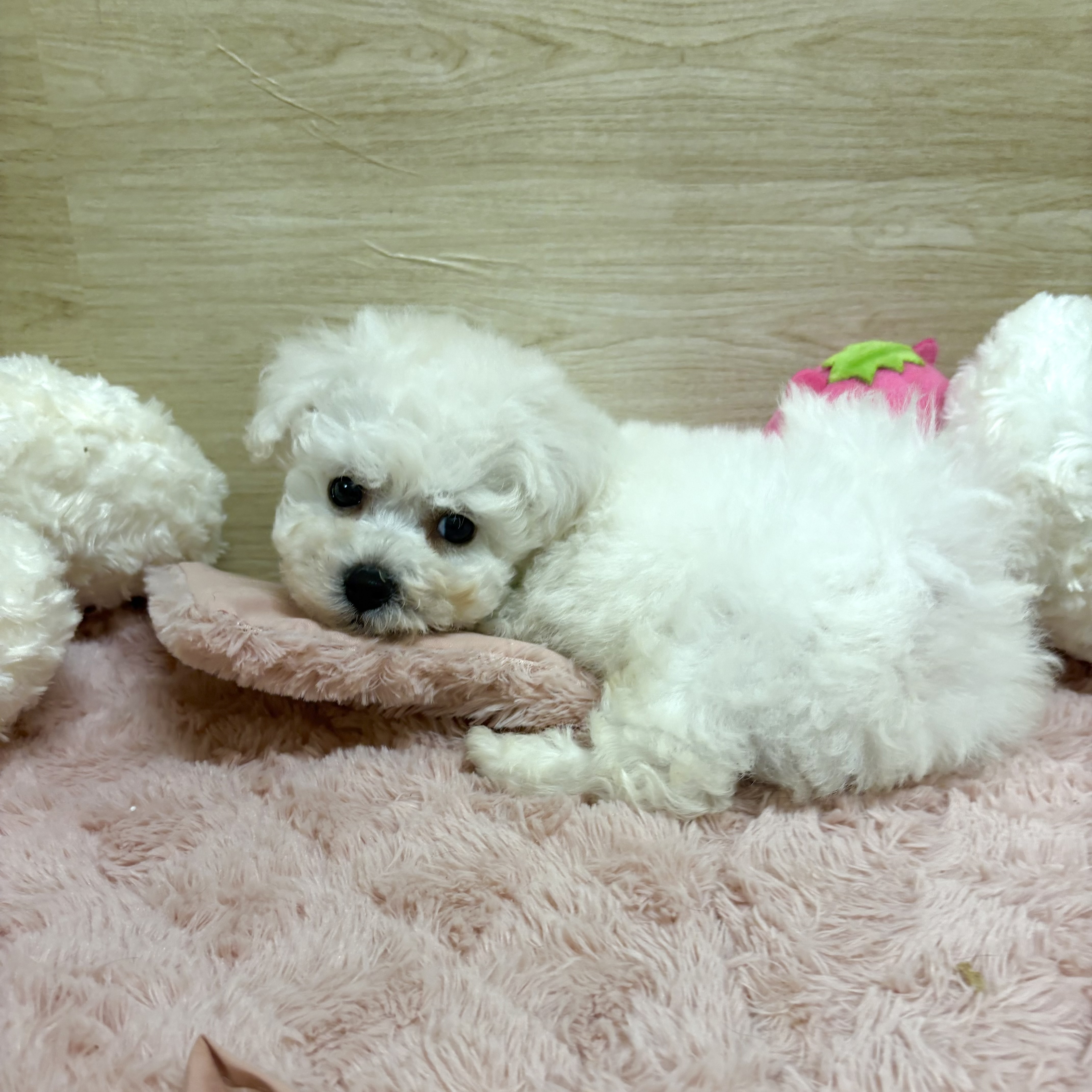 大阪府のビションフリーゼ (犬の家＆猫の里そよら東岸和田店/2025年5月30日生まれ/男の子/ホワイト)の子犬の3枚目の画像