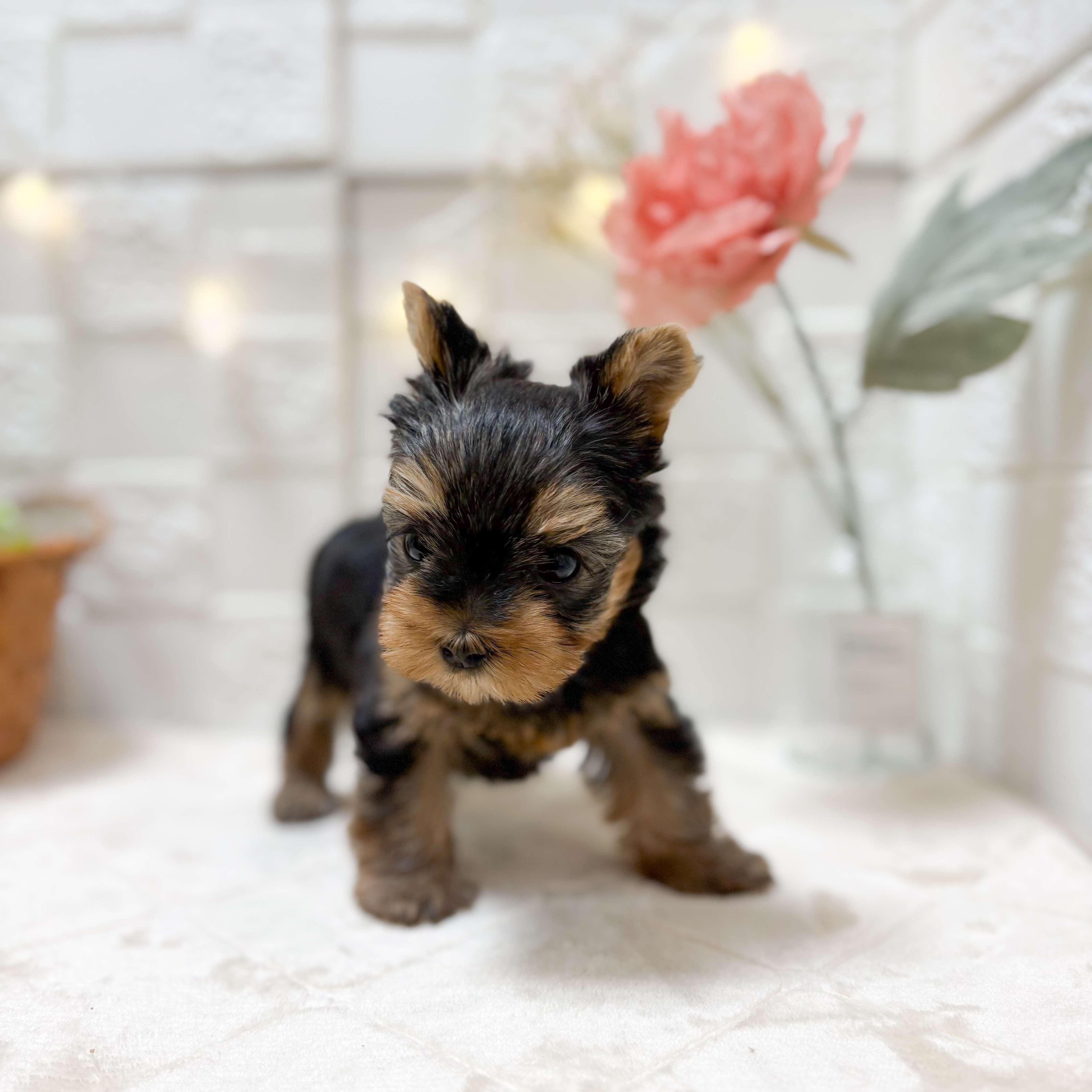 東京都のヨークシャーテリア (犬の家＆猫の里ペットフォレスト小平店/2026年1月26日生まれ/女の子/スチールブルータン)の子犬の3枚目の画像
