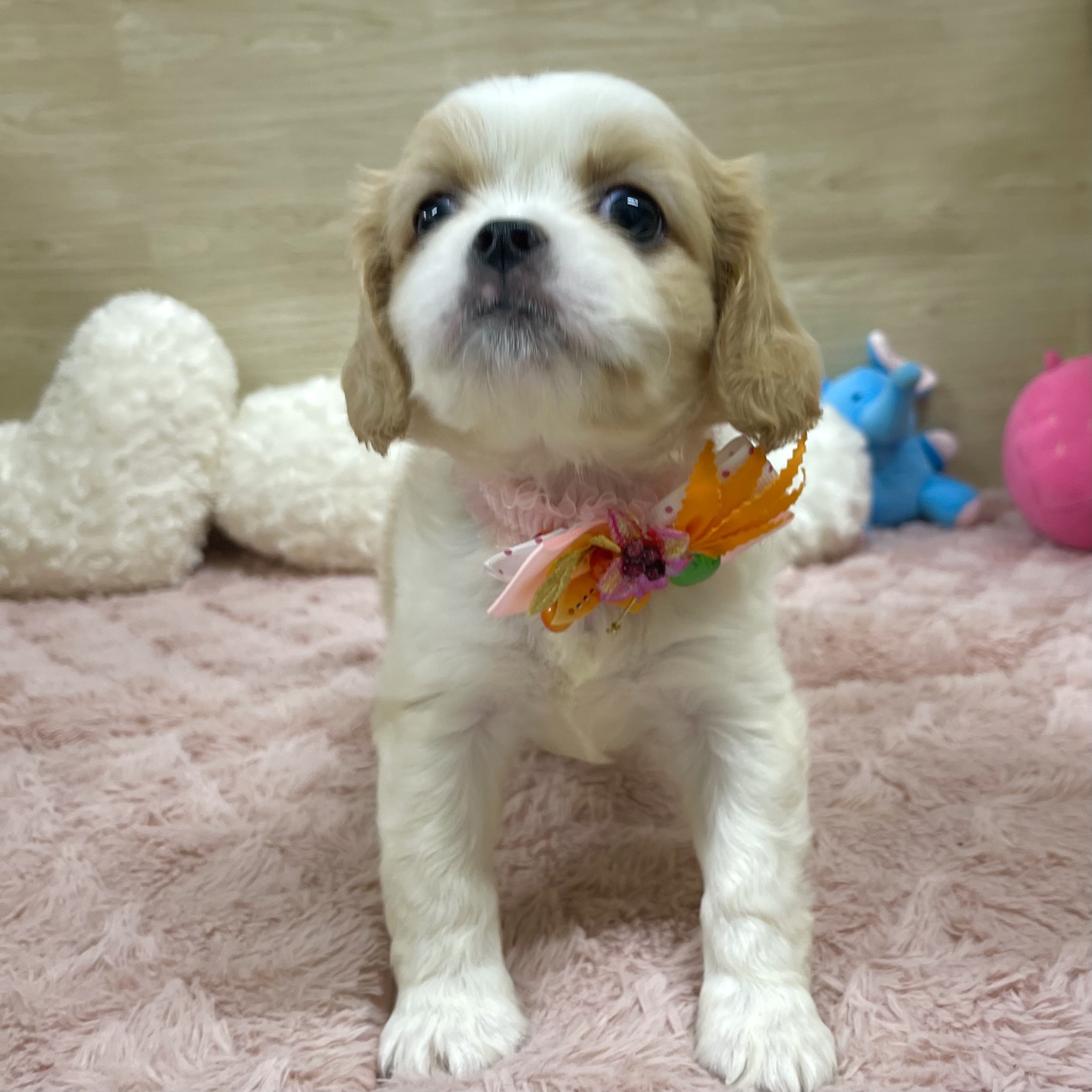 大阪府のハーフ犬・ミックス犬 (犬の家＆猫の里そよら東岸和田店/2025年6月11日生まれ/女の子/ホワイトレッド)の子犬の3枚目の画像