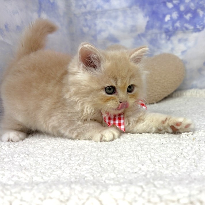 兵庫県のサイベリアン (犬の家＆猫の里川西店/2026年4月27日生まれ/女の子/クリームタビーホワイト)の子猫の3枚目の画像
