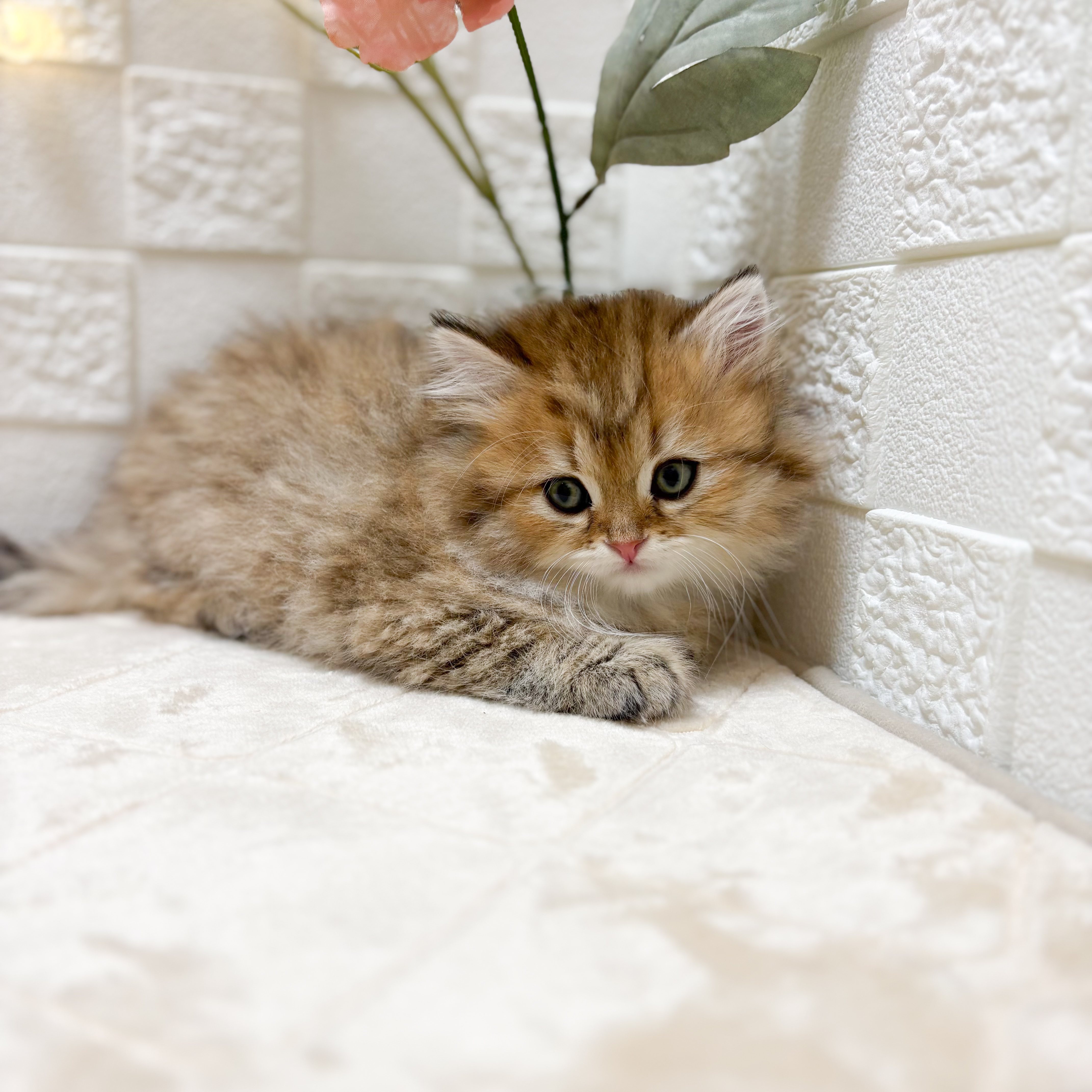 東京都のミヌエット (犬の家＆猫の里ペットフォレスト小平店/2026年1月25日生まれ/男の子/ブラウンタビー)の子猫の3枚目の画像