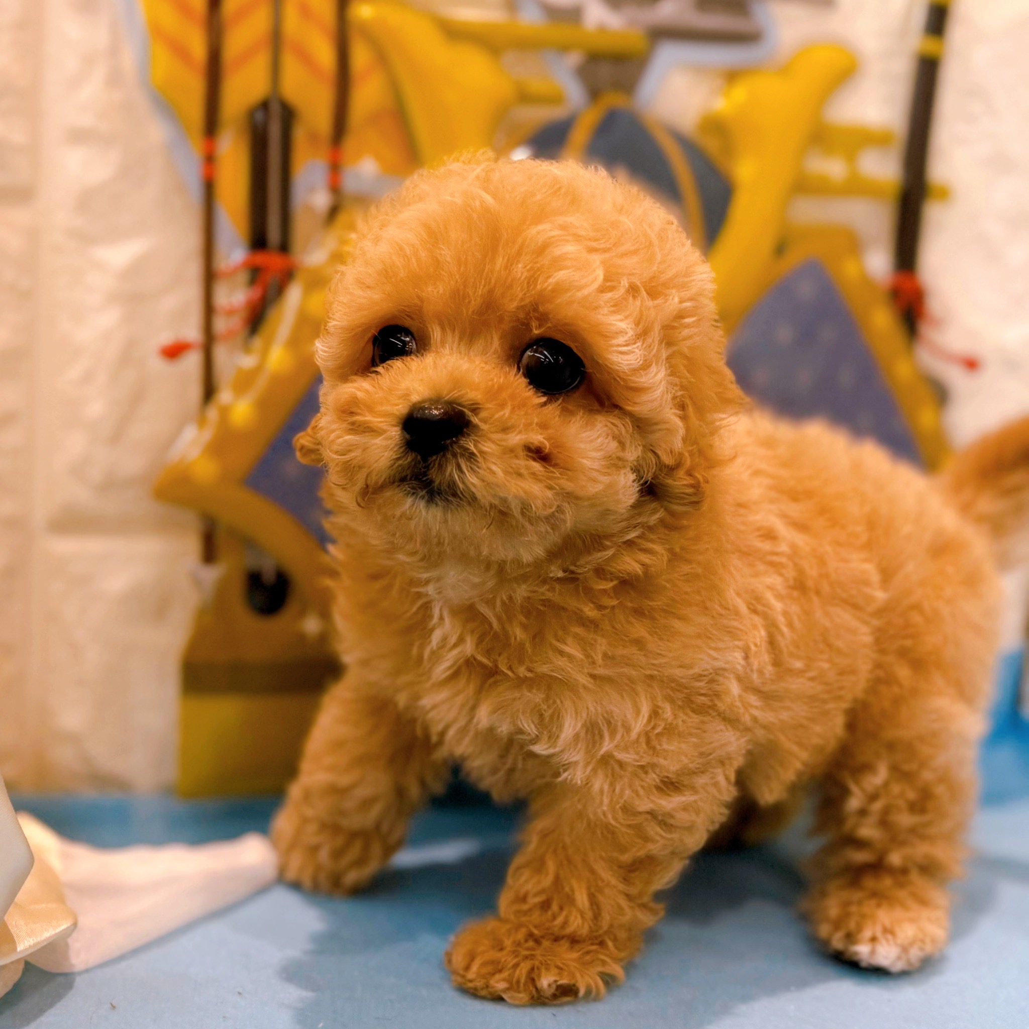 岡山県のマルプー(マルチーズ×プードル) (犬の家＆猫の里倉敷店/2026年3月1日生まれ/女の子/クリーム)の子犬の3枚目の画像