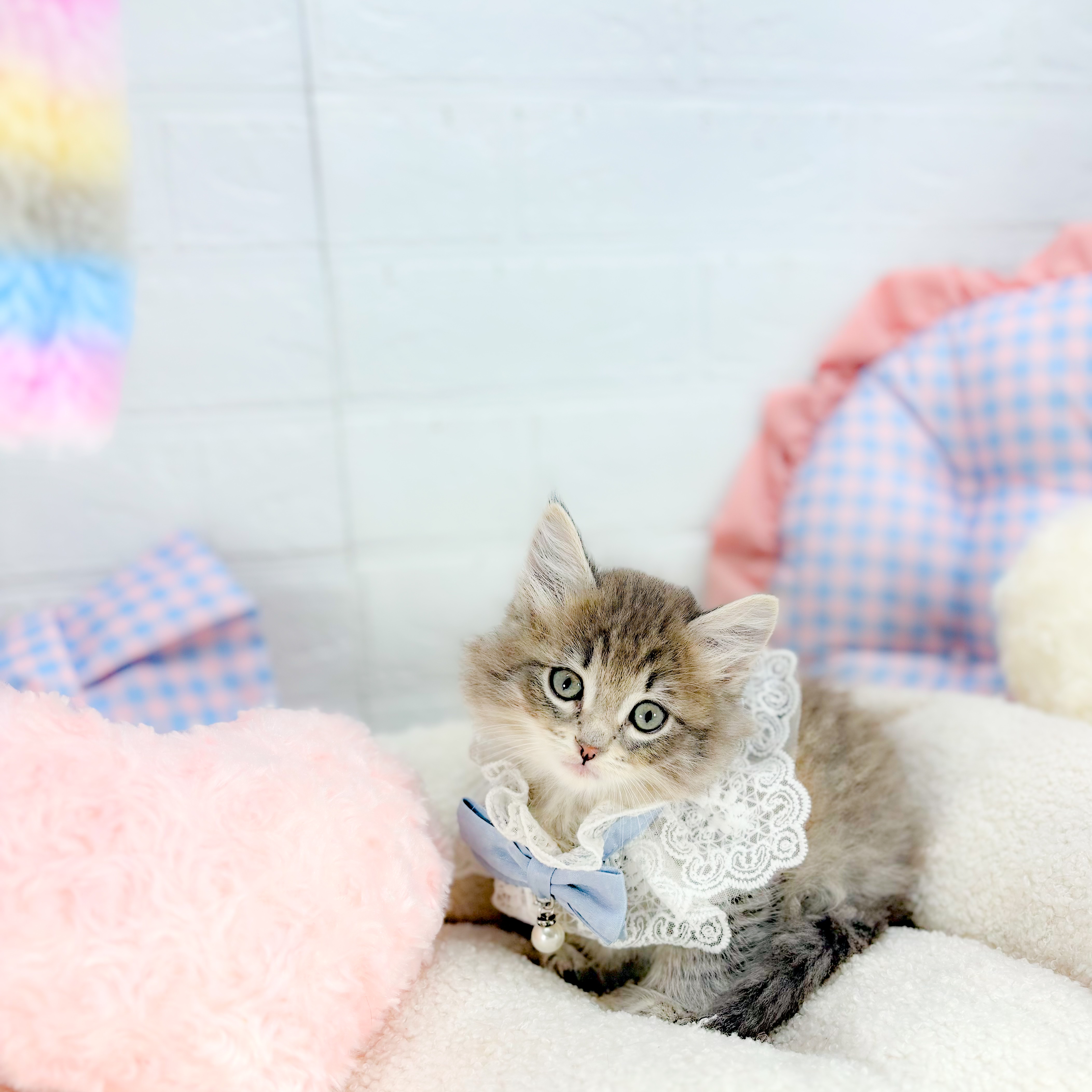 神奈川県のサイベリアン (犬の家＆猫の里元住吉ブレーメン通り店/2025年9月1日生まれ/男の子/ブルータビー)の子猫の3枚目の画像