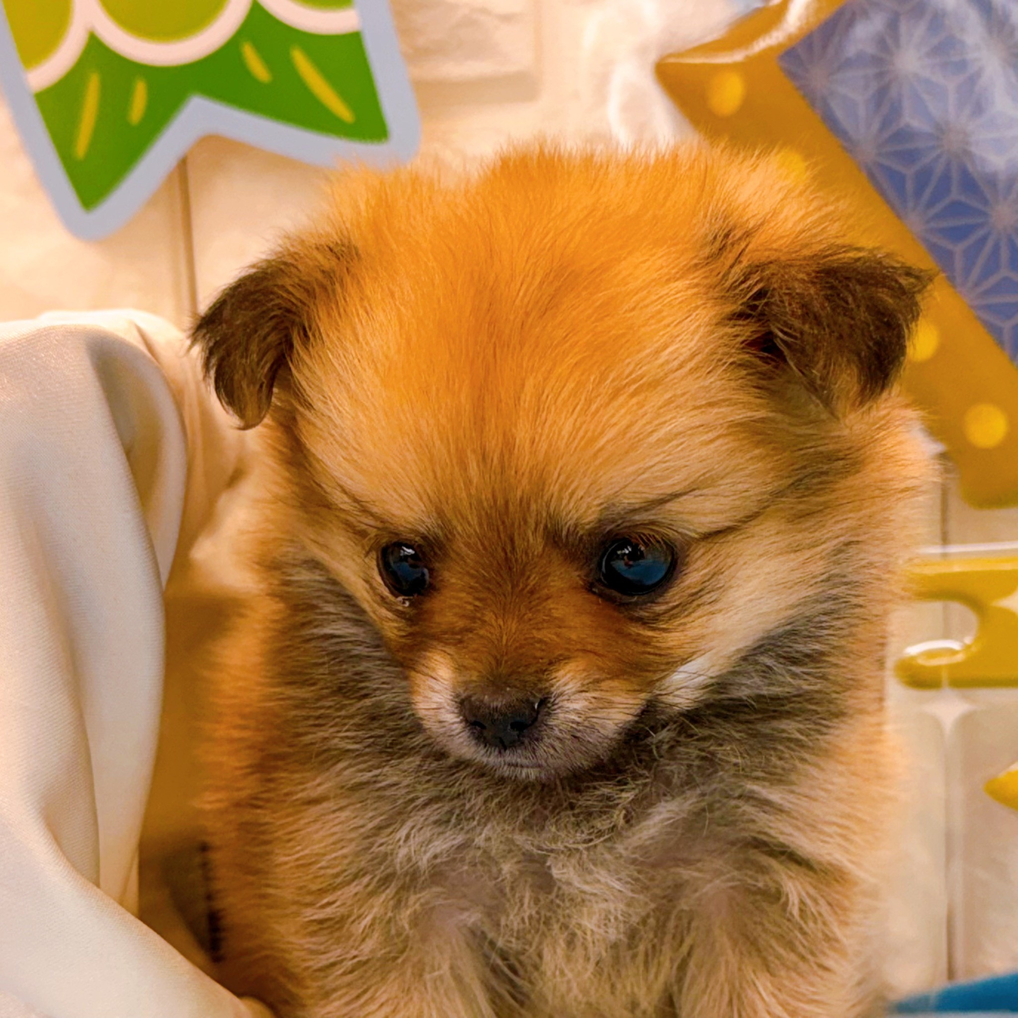 岡山県のポメチワ/チワポメ/ポメチー(ポメラニアン×チワワ) (犬の家＆猫の里倉敷店/2026年3月1日生まれ/女の子/フォーン)の子犬の3枚目の画像