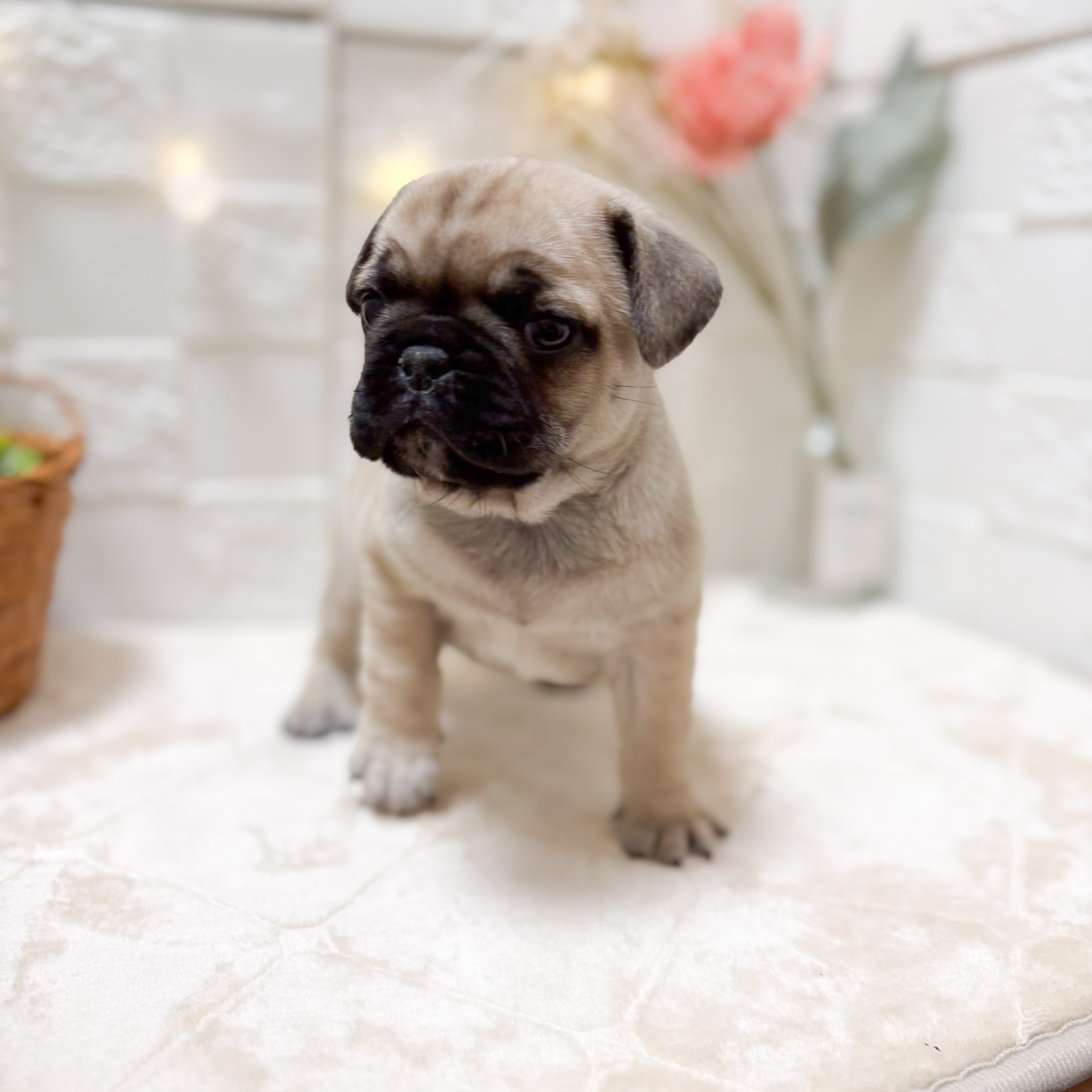 東京都のフレンチパグ/パグフレンチ(フレンチブルドック×パグ) (犬の家＆猫の里ペットフォレスト小平店/2026年1月24日生まれ/男の子/フォーン)の子犬の3枚目の画像
