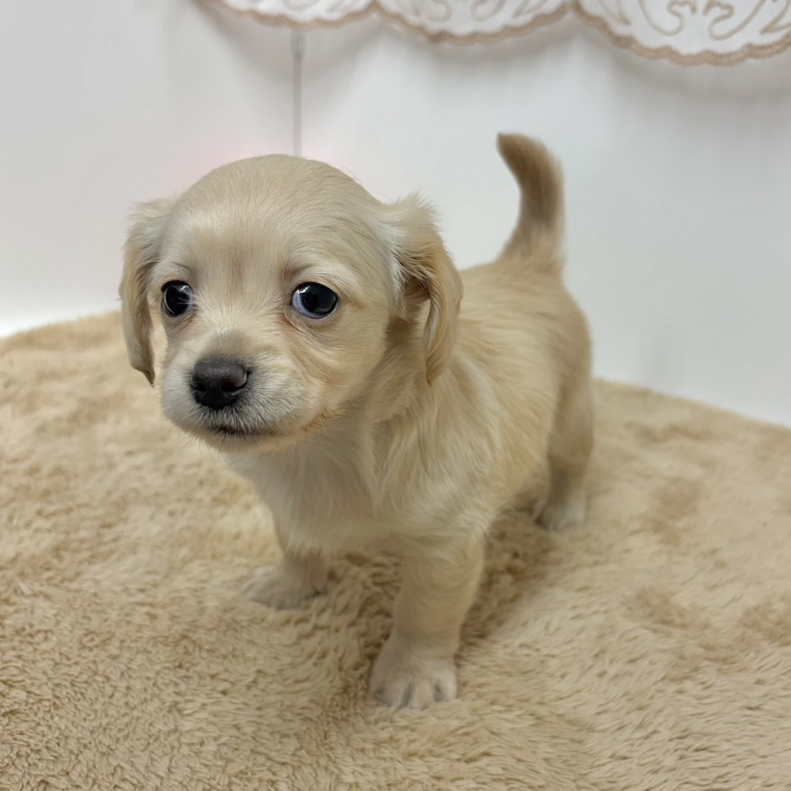 神奈川県のチワックス(チワワ×ダックス) (犬の家＆猫の里相模原店/2025年11月30日生まれ/男の子/イエロー)の子犬の3枚目の画像