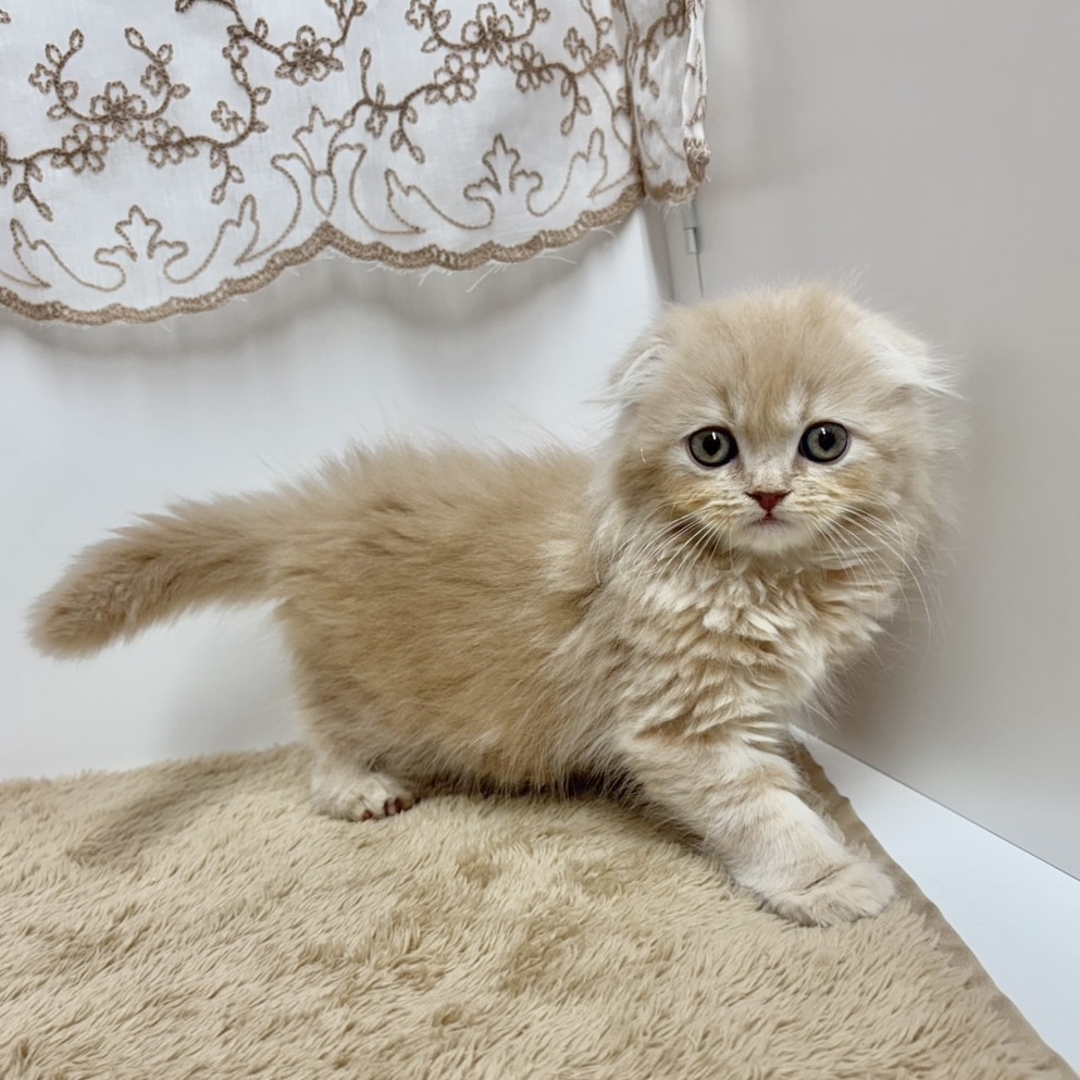 神奈川県のスコティッシュフォールド (犬の家＆猫の里相模原店/2025年11月27日生まれ/男の子/クリーム)の子猫の3枚目の画像