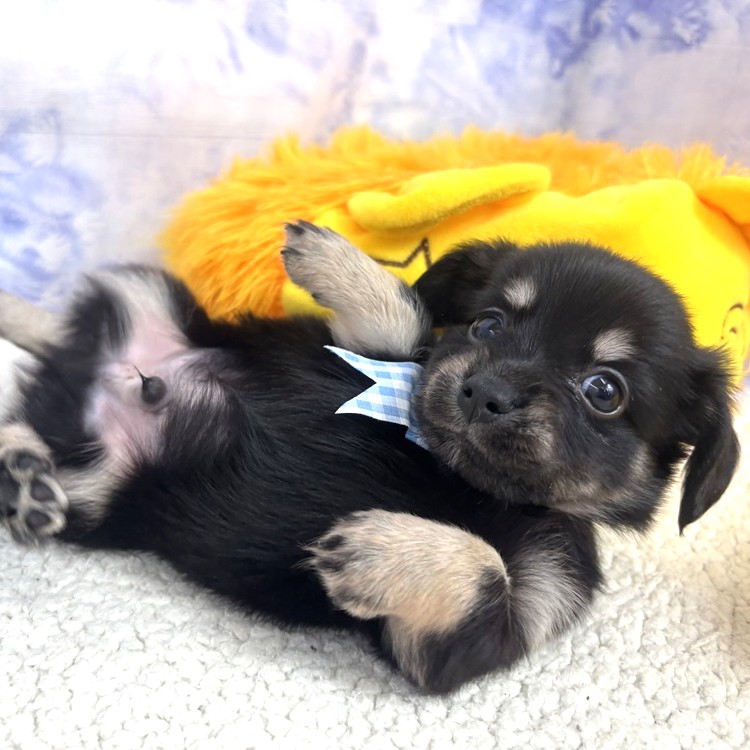 兵庫県のチワックス(チワワ×ダックス) (犬の家＆猫の里川西店/2026年4月29日生まれ/男の子/ブラックタン)の子犬の3枚目の画像
