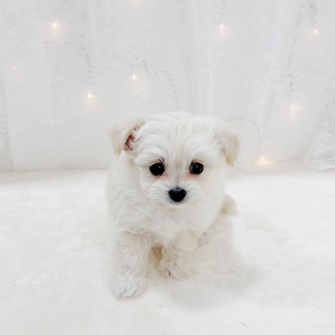 千葉県のチワプー/プーチー(チワワ×プードル) (犬の家＆猫の里BIGHOPガーデンモール印西店/2026年1月13日生まれ/男の子/クリーム)の子犬の3枚目の画像