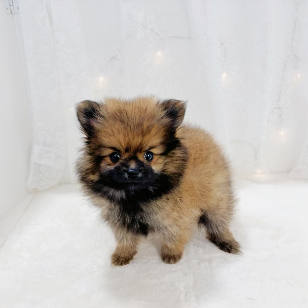 千葉県のポメラニアン (犬の家＆猫の里BIGHOPガーデンモール印西店/2026年1月11日生まれ/女の子/オレンジ)の子犬の3枚目の画像