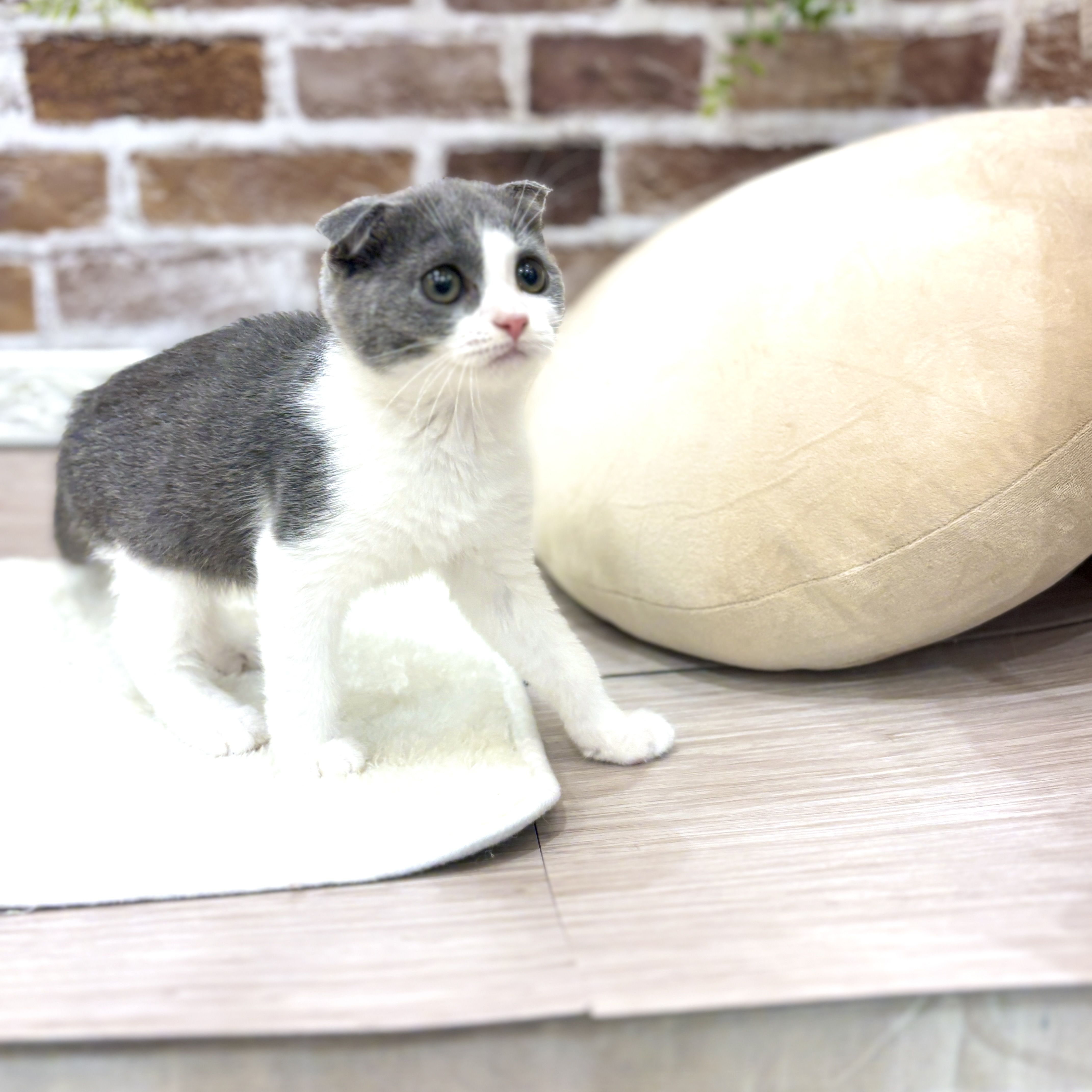 三重県のスコティッシュフォールド (犬の家＆猫の里三重桑名店/2026年5月1日生まれ/男の子/ブルータビーホワイト)の子猫の3枚目の画像