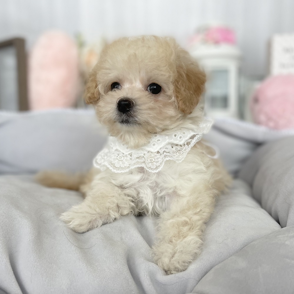 ハーフ犬の画像3