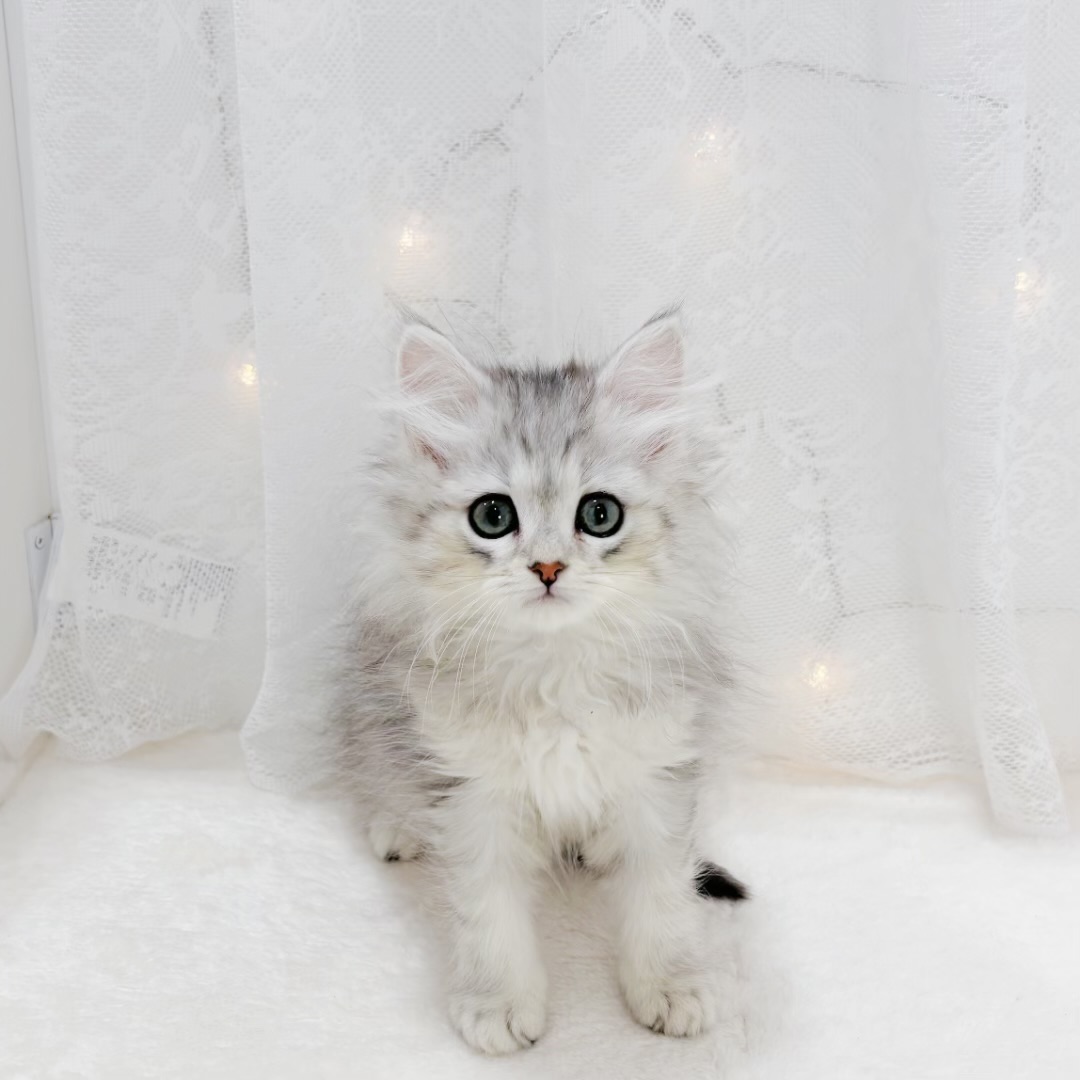 千葉県のミヌエット (犬の家＆猫の里BIGHOPガーデンモール印西店/2026年1月12日生まれ/男の子/シルバータビー)の子猫の1枚目の画像