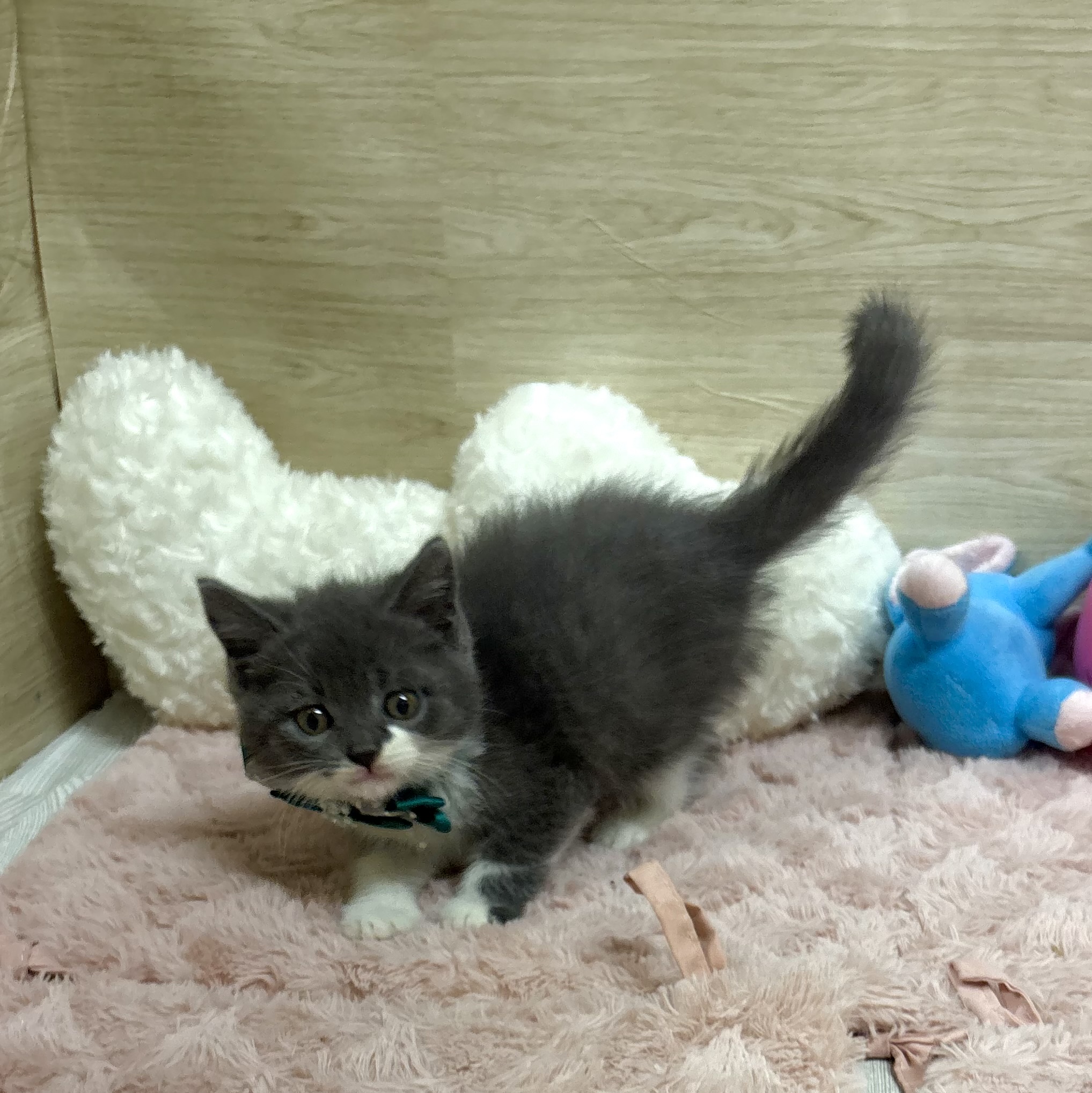 大阪府のマンチカン (犬の家＆猫の里そよら東岸和田店/2025年5月31日生まれ/男の子/ブルーホワイト)の子猫の1枚目の画像