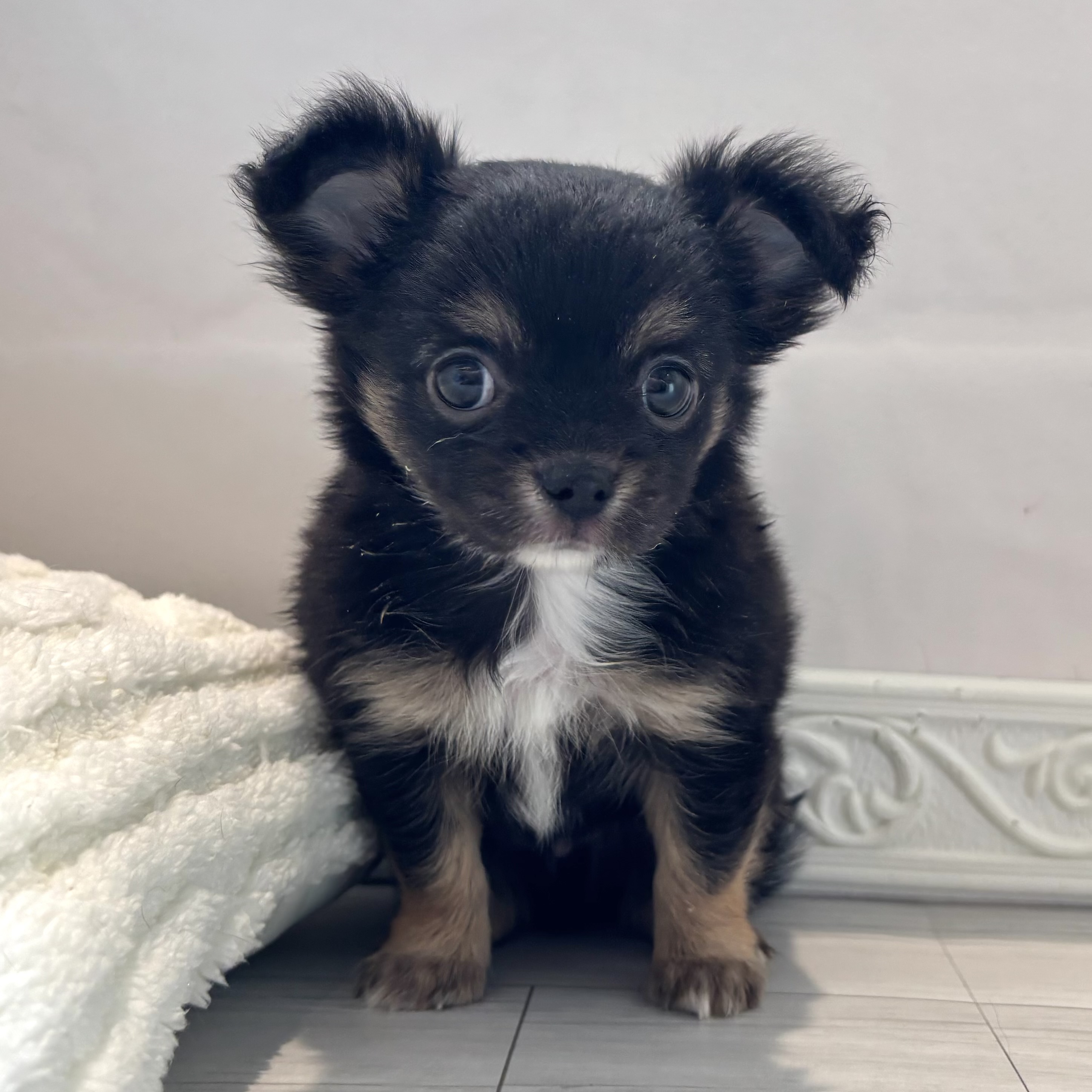 愛知県のチワワ(ロング) (犬の家＆猫の里春日井本店/2026年1月26日生まれ/男の子/ブラックタンホワイト)の子犬の3枚目の画像