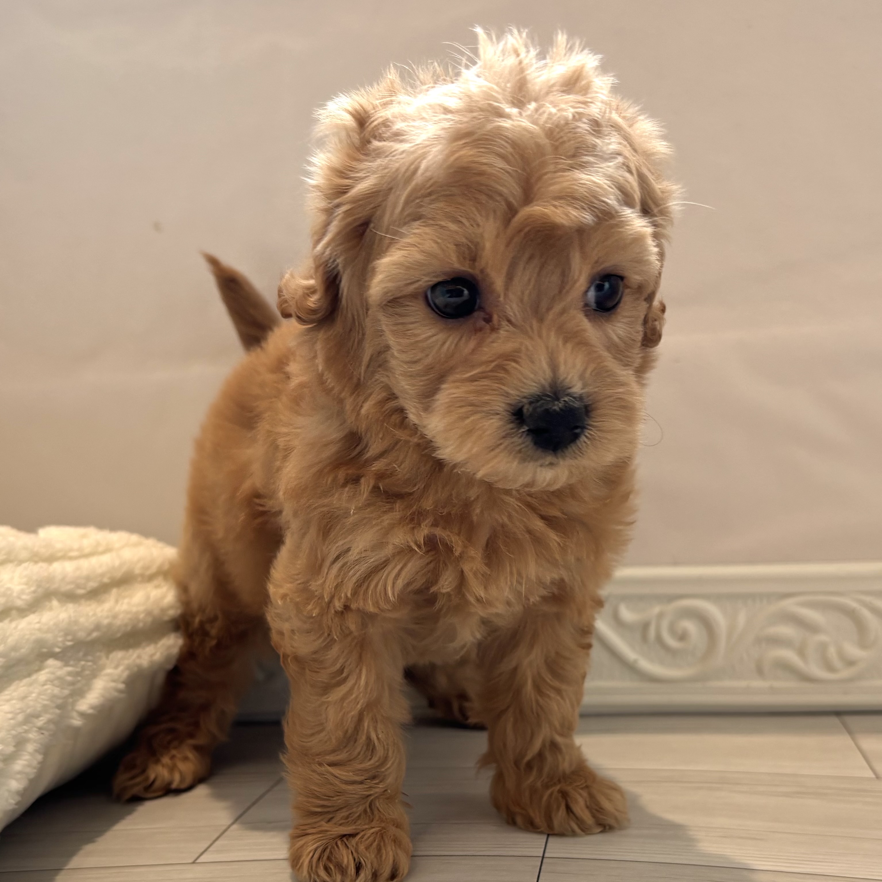 愛知県のハーフ犬・ミックス犬 (犬の家＆猫の里春日井本店/2026年1月25日生まれ/男の子/クリーム)の子犬の3枚目の画像